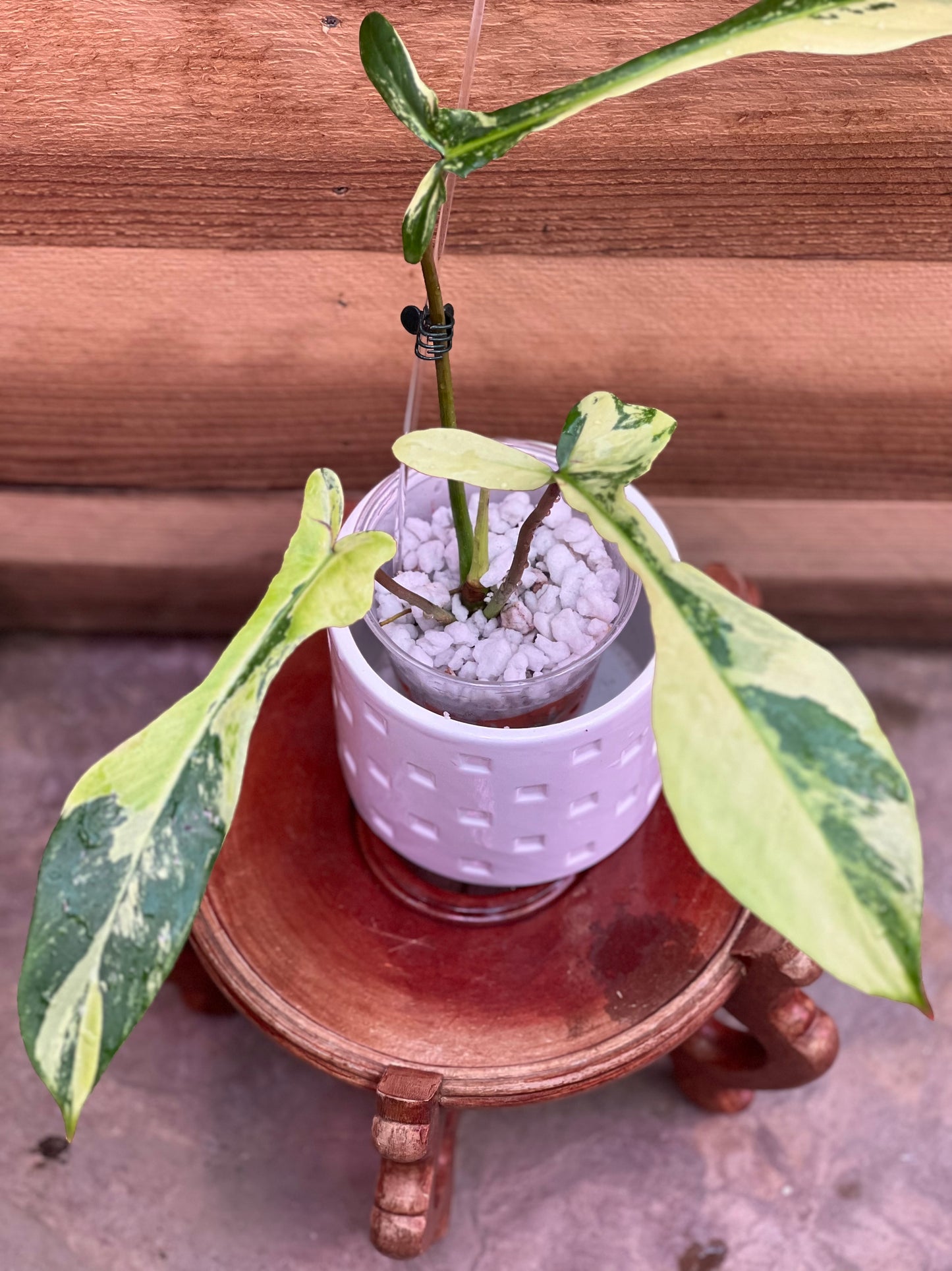 Philodendron Joepii Variegated