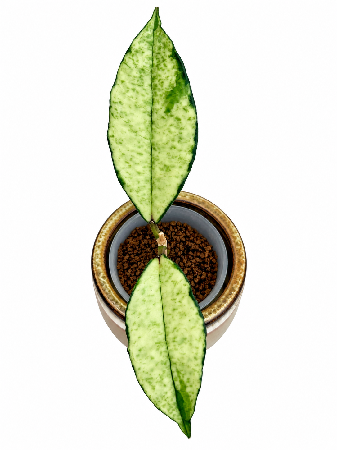 Hoya crassipetiolata Variegated – Rare Hoya Exact Rooted Plant