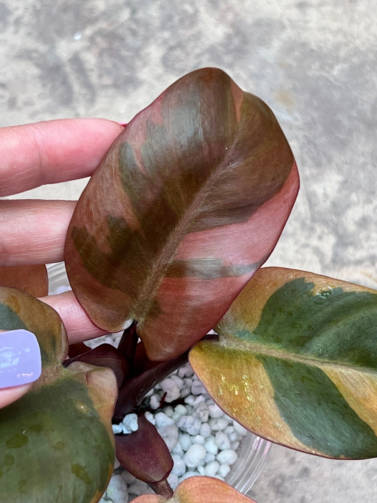 Philodendron Black Cardinal Variegated