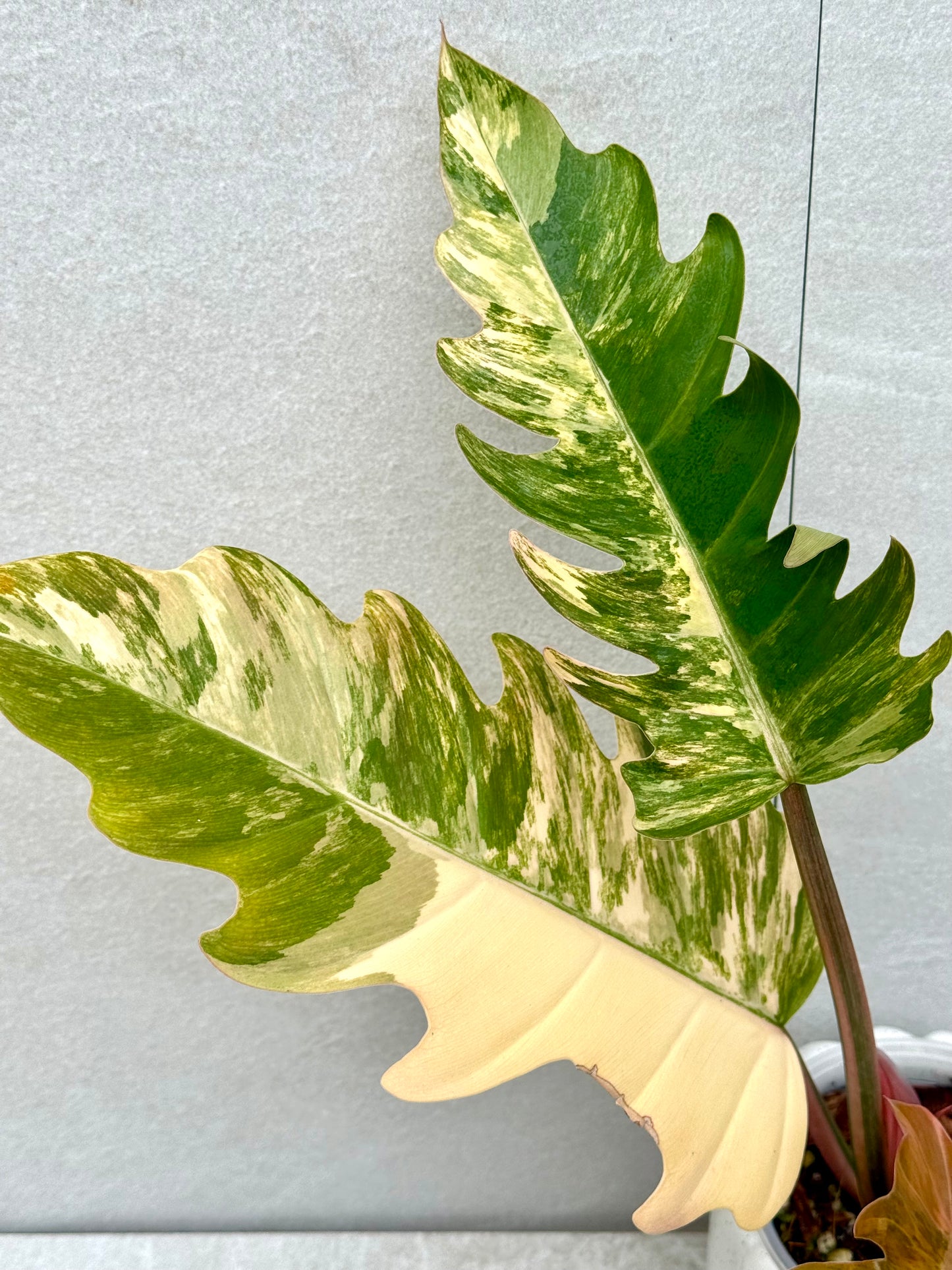 Philodendron Caramel Marble Variegated