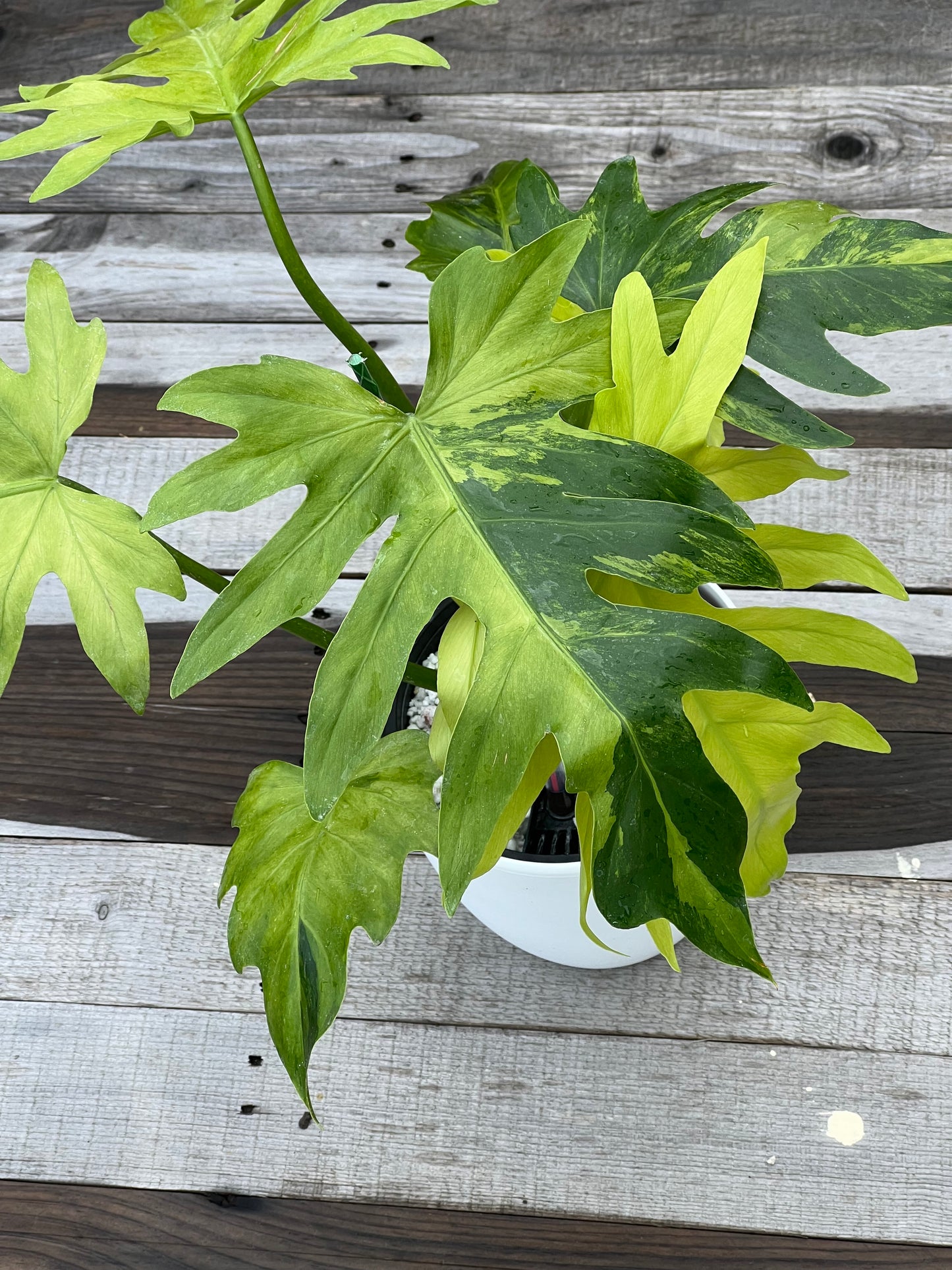 Philodendron Radiatum Variegated