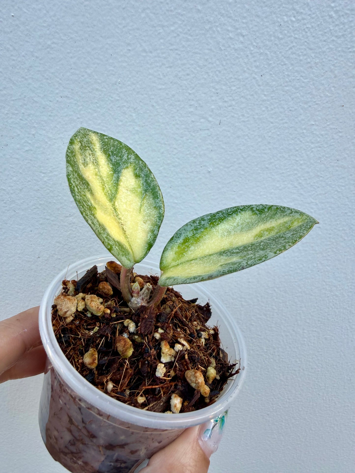 Hoya Argentea Princess