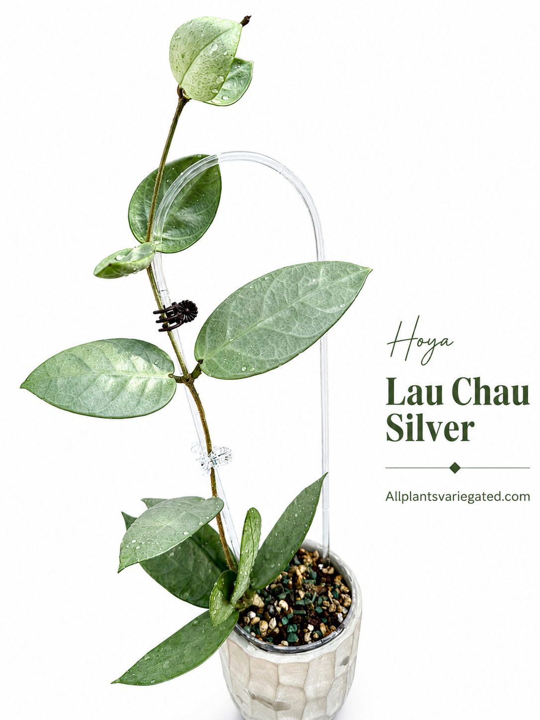 Hoya Lau Chau Silver| Rare Hoya Cutting