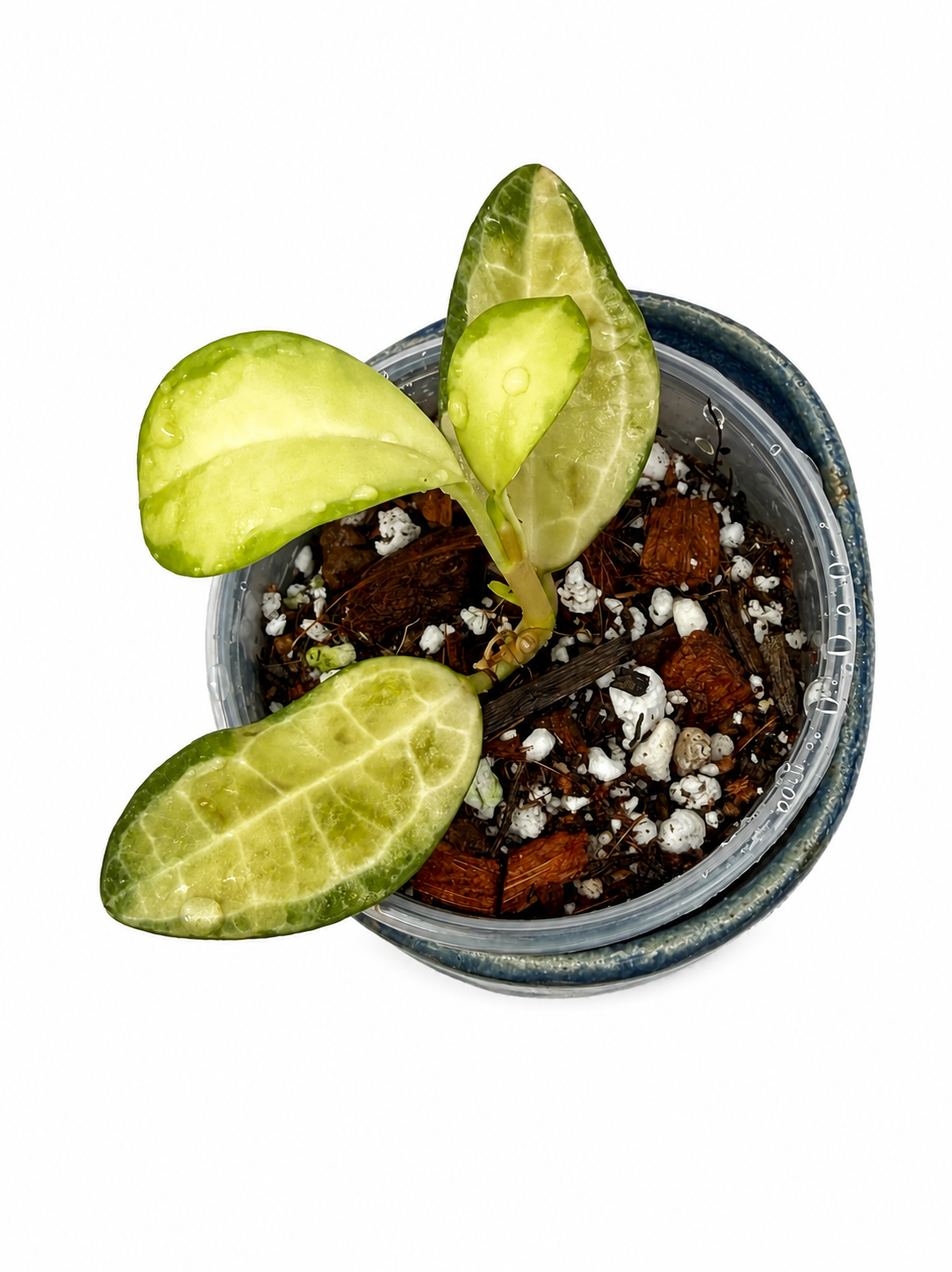 Hoya Elliptica Variegated