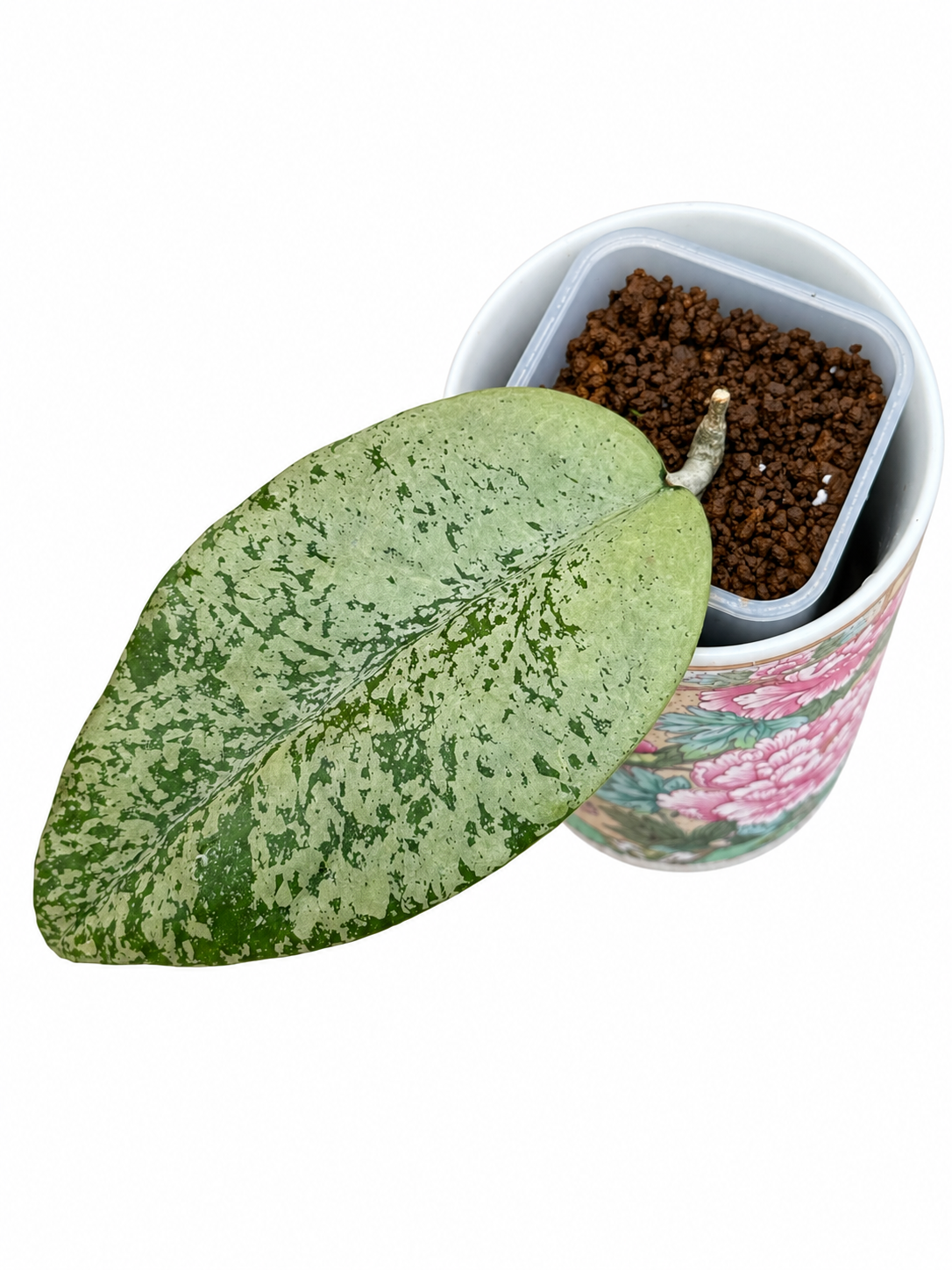 Hoya Ponorogo Silver – Rare Hoya Exact Rooted Plant