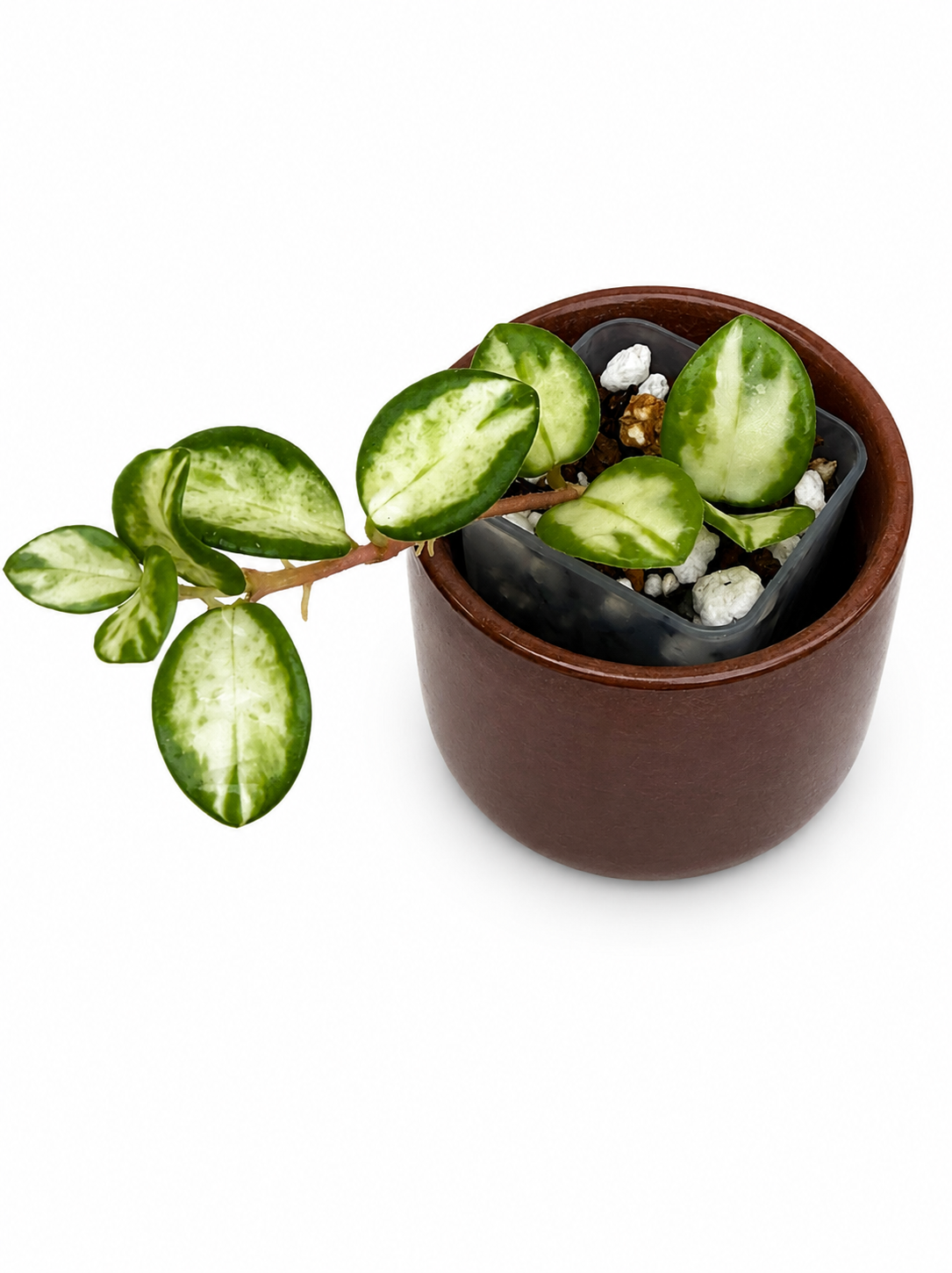 Hoya Mathilde Variegated