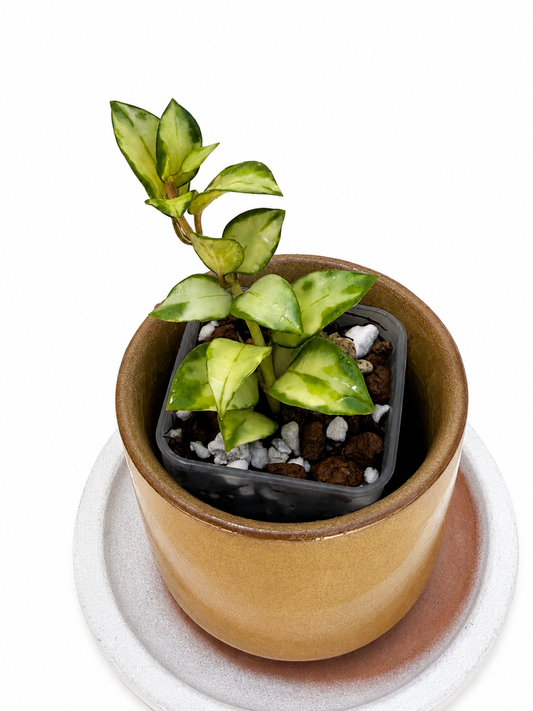 Hoya Tricolor Bruno