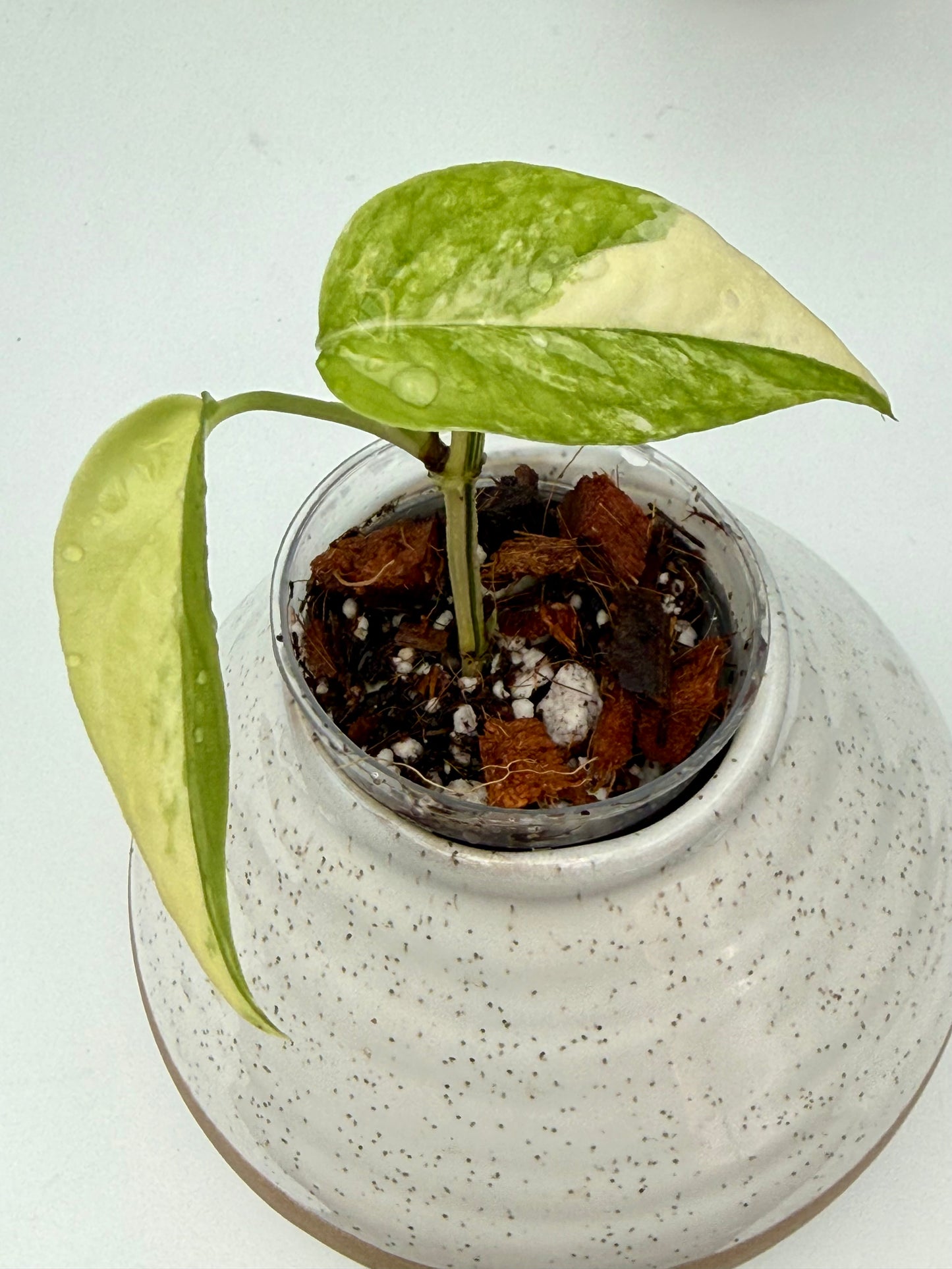 Epipremnum Cebu Blue Aurea