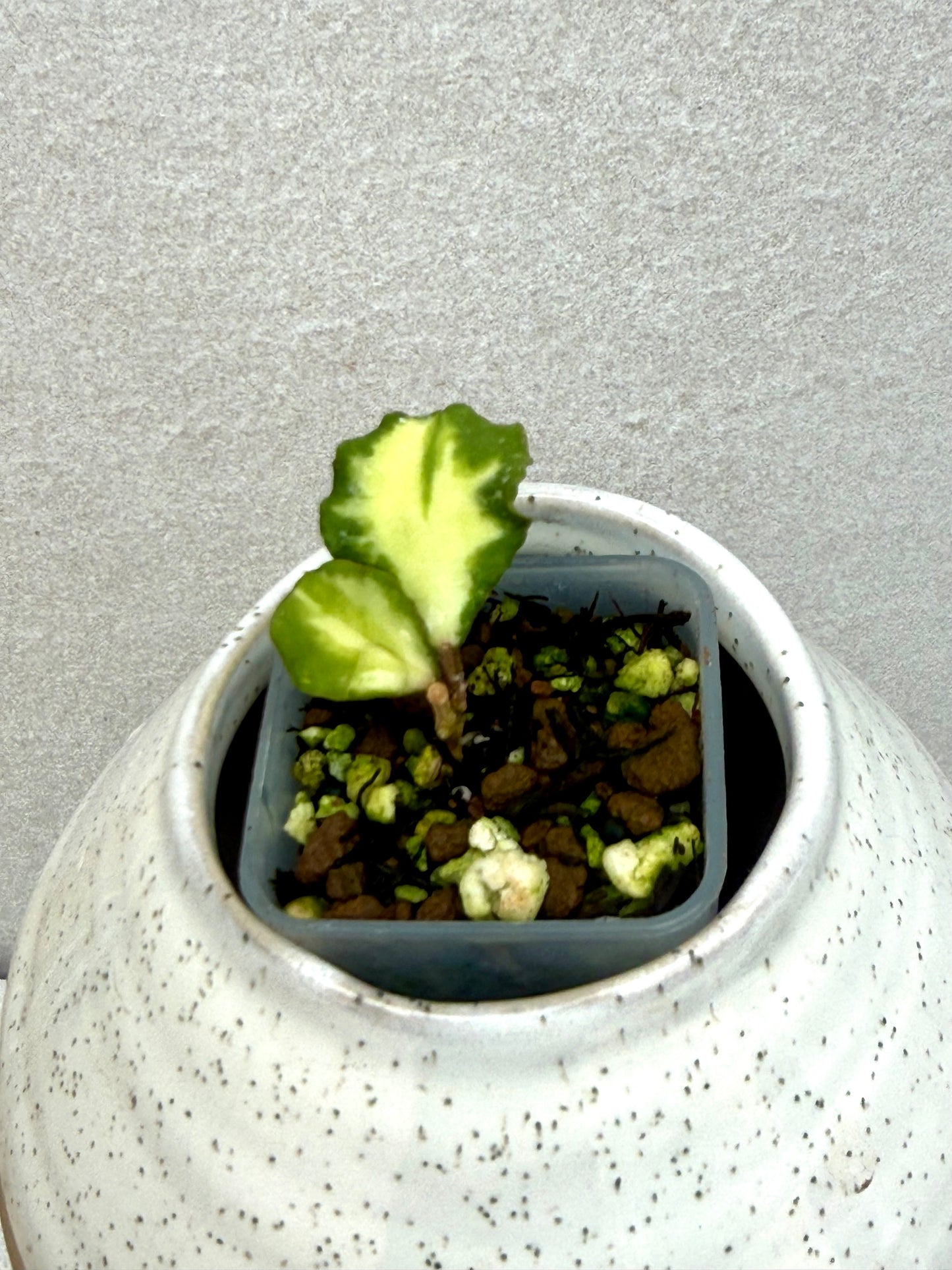 Hoya Kanyakumarian Variegated