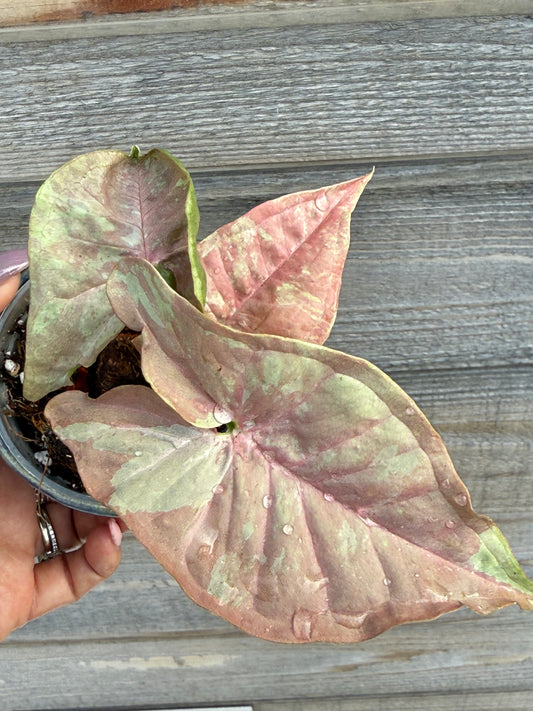 Syngonium Pink Cloud