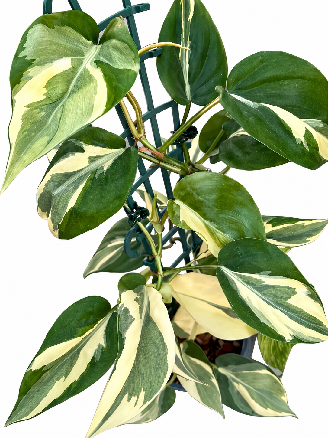Philodendron hederaceum ‘Rio’ – 1 Node, 1 Leaf UNROOTED Cutting