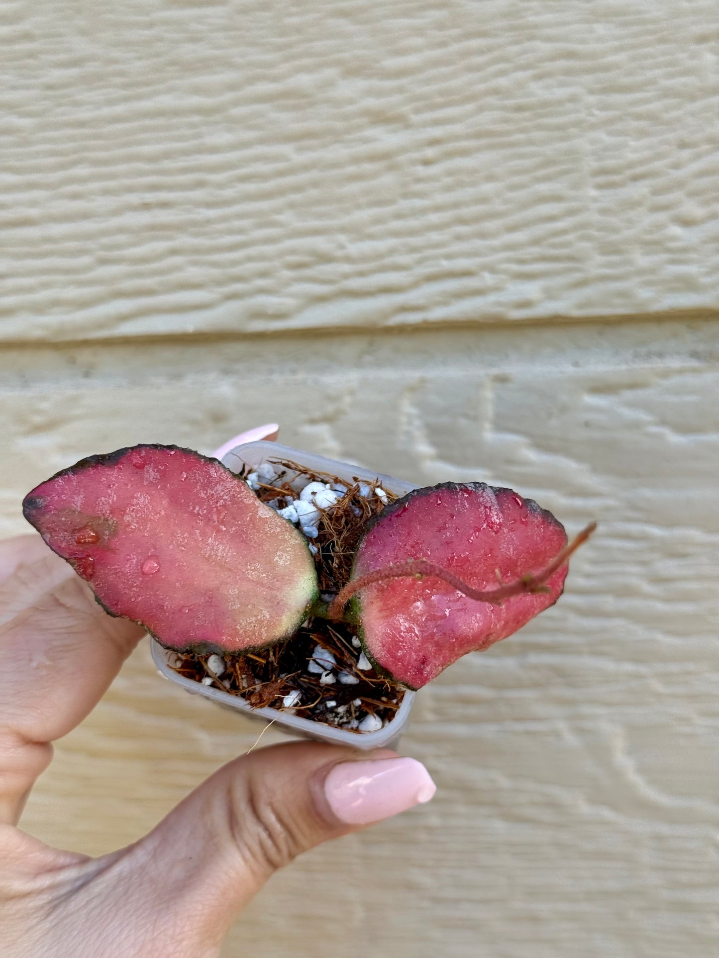 Hoya Caudata Variegated