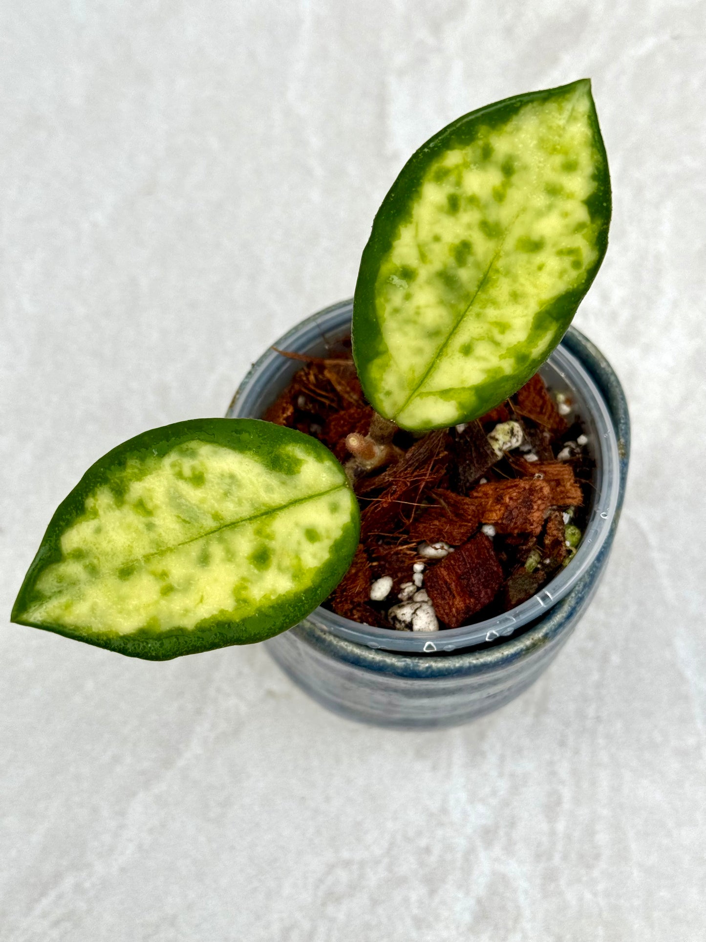 Hoya Madara Green Edge