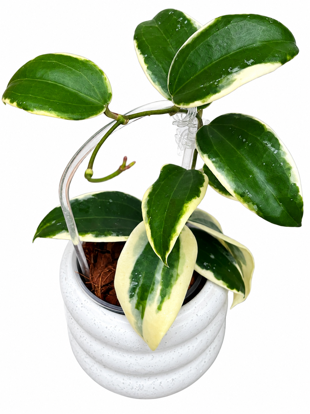 Hoya Hanhiae Variegated (Albomarginata) – Rare Hoya Unrooted Cutting