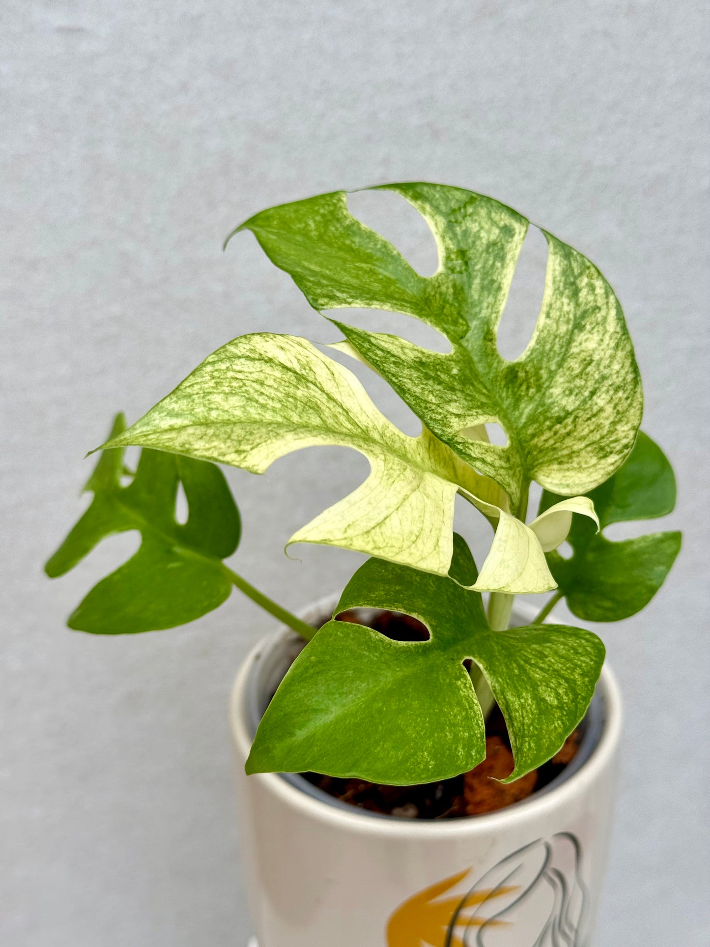 Rhaphidophora Tetrasperma White Monster