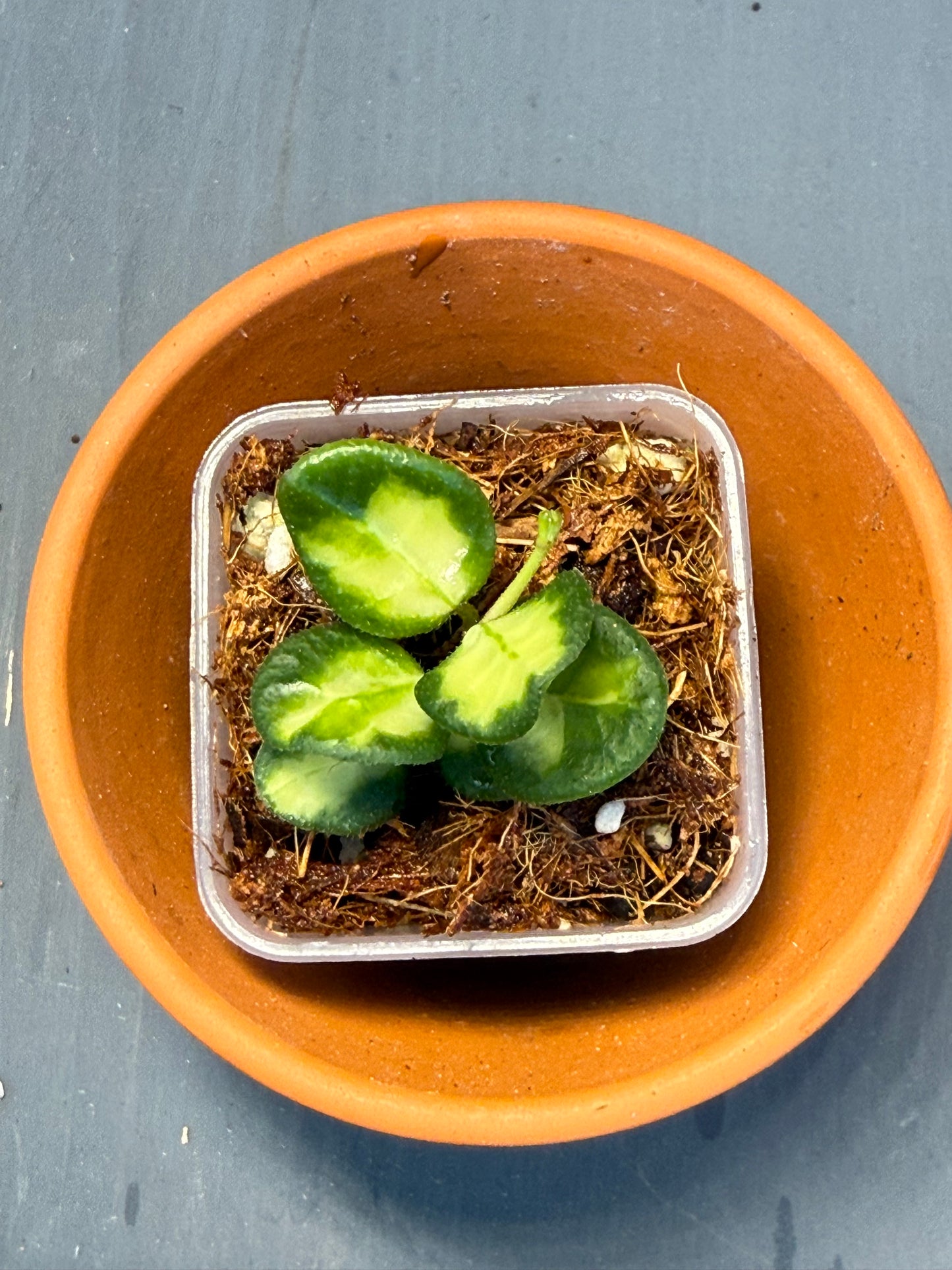 Hoya Tengchongensis Variegated