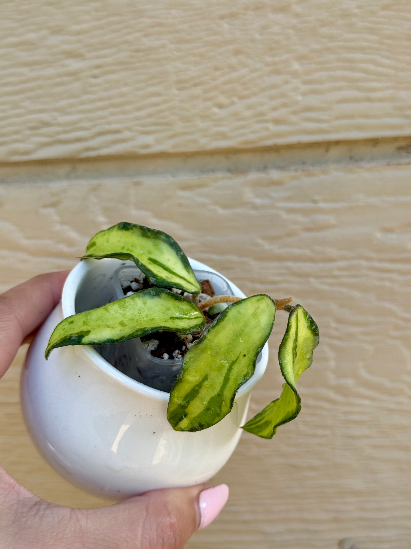 RARE Hoya Phuwuaensis Variegated