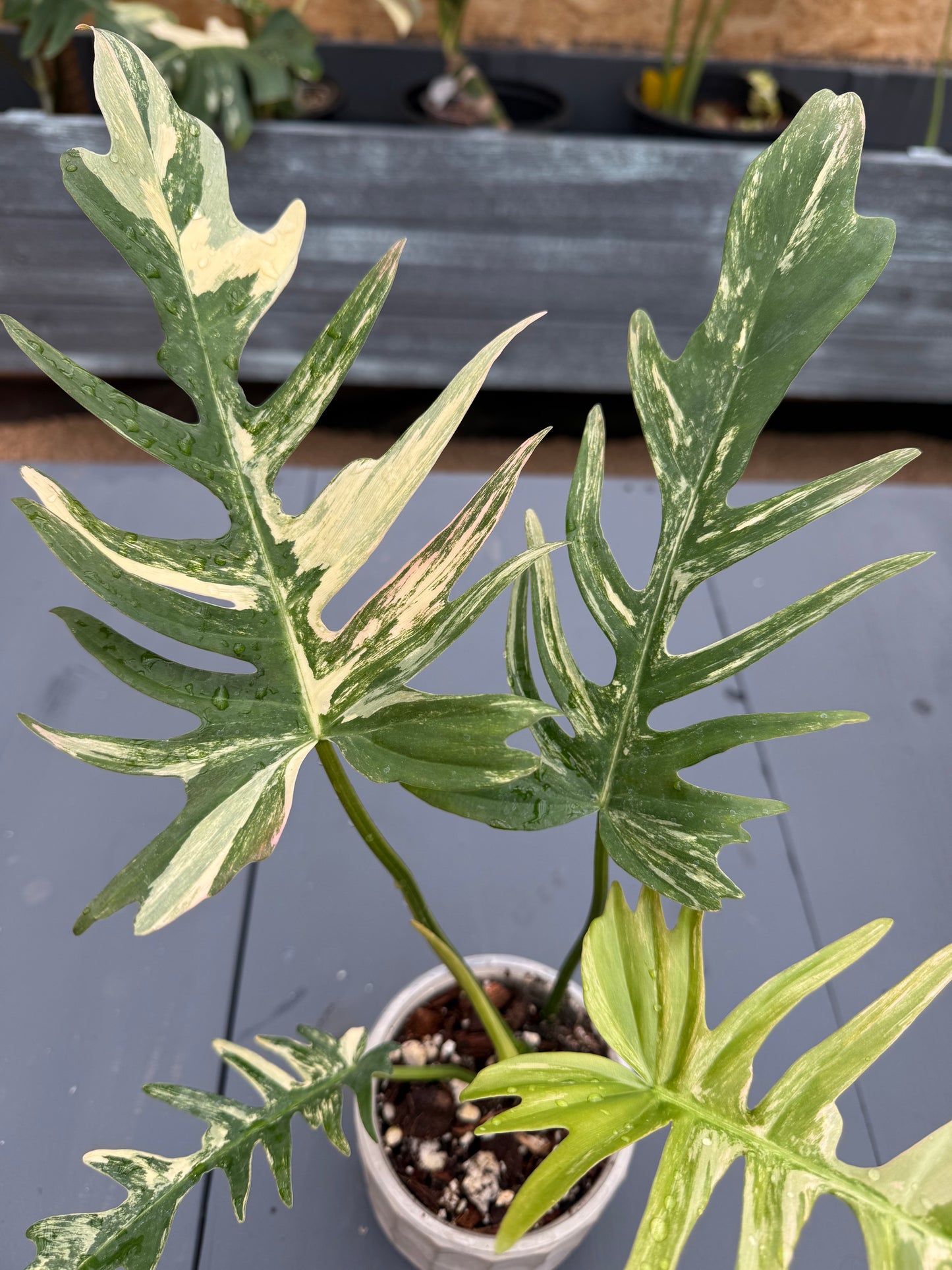 Philodendron Florida Beauty x Tortum