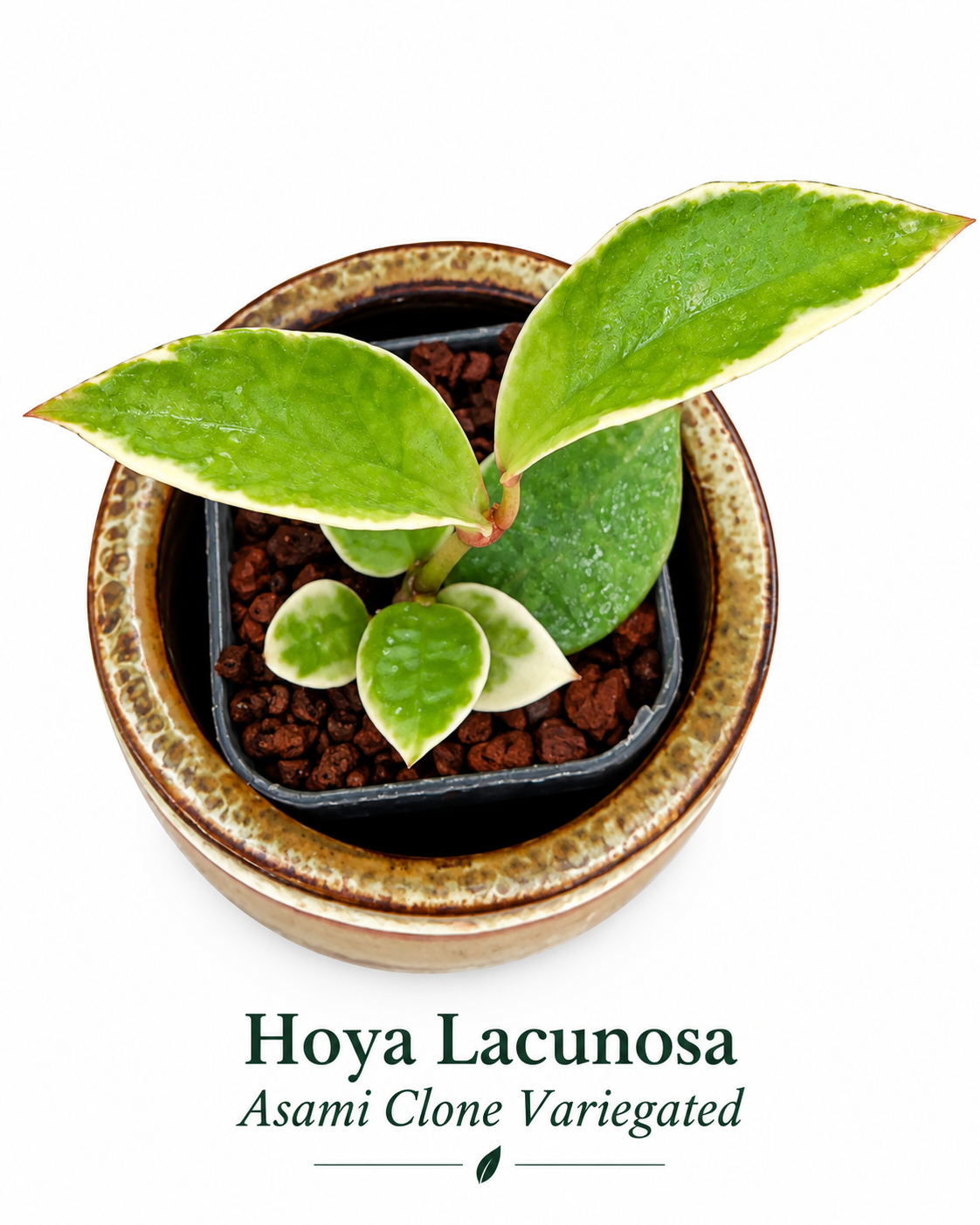 Hoya Lacunosa Variegated 4-Plant Combo – Asami Clone | Asami Inner Variegated | Minara | Souma Rooted Plants