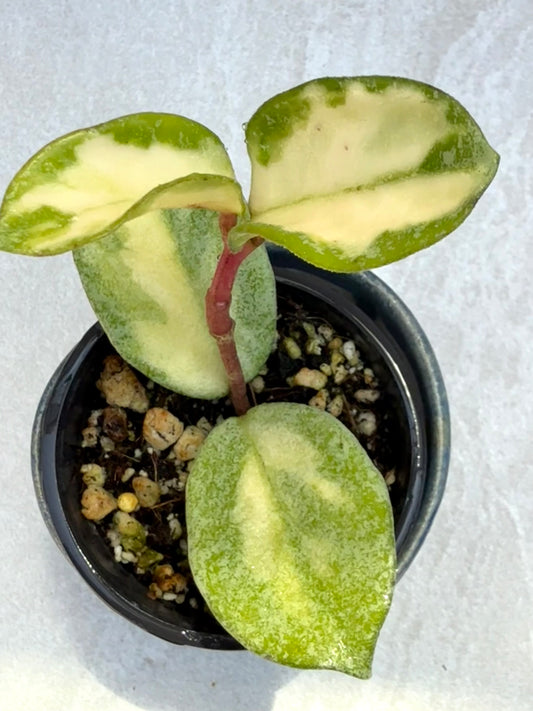 Hoya Argentea Princess
