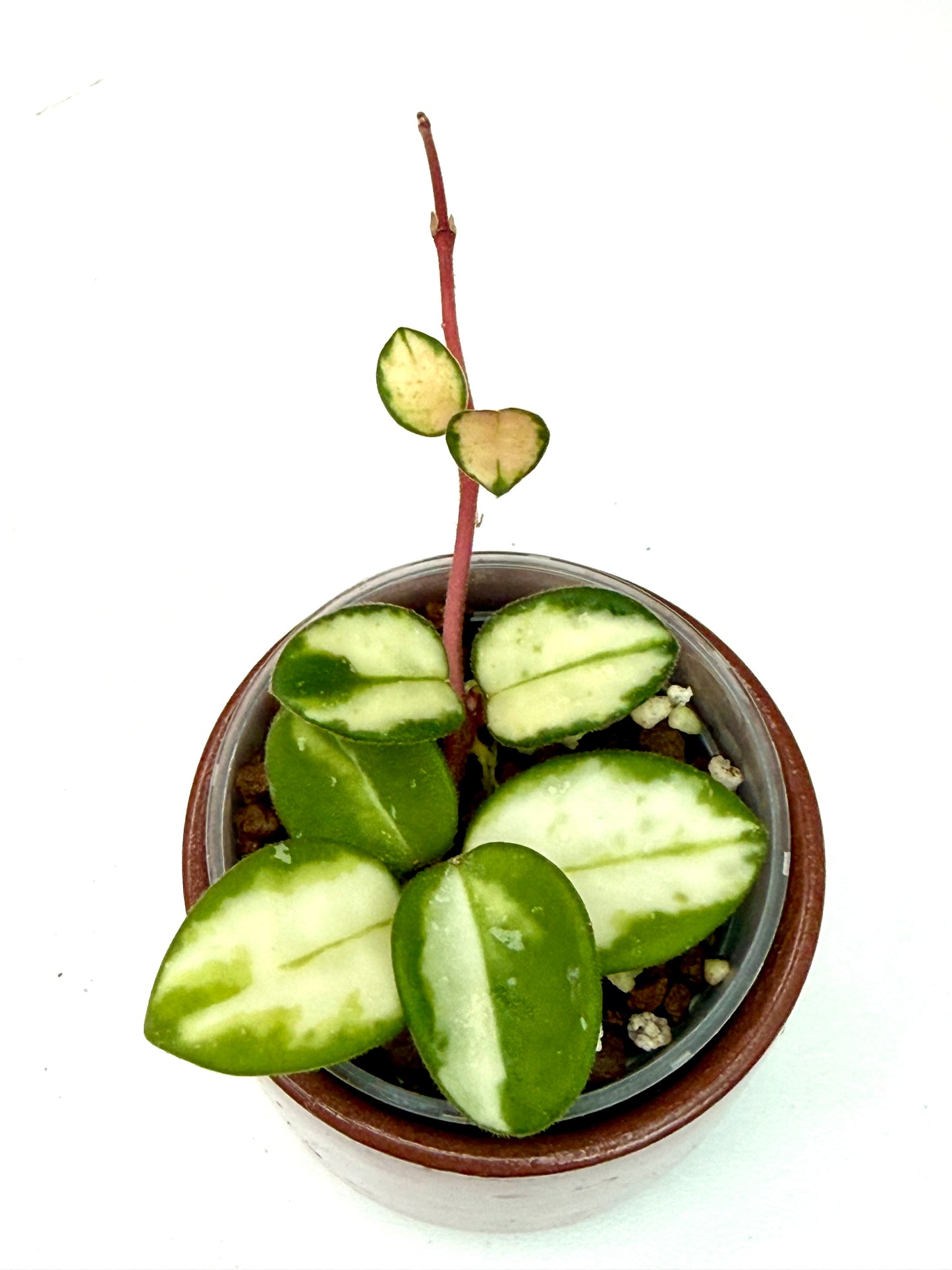 Hoya Mathilde Variegated