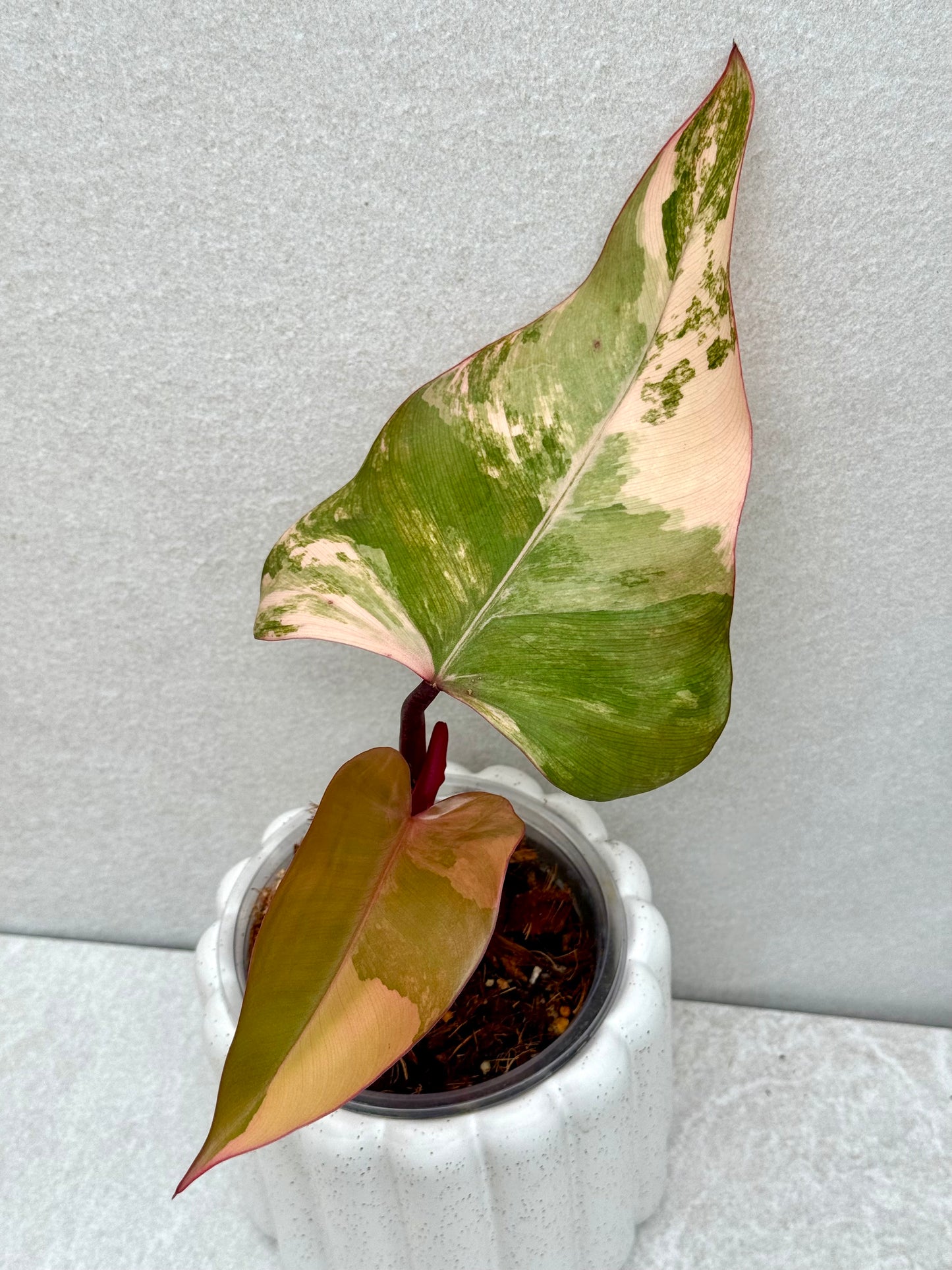 Philodendron Strawberry Shake