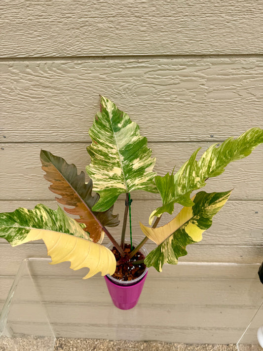 Philodendron Caramel Marble Variegated