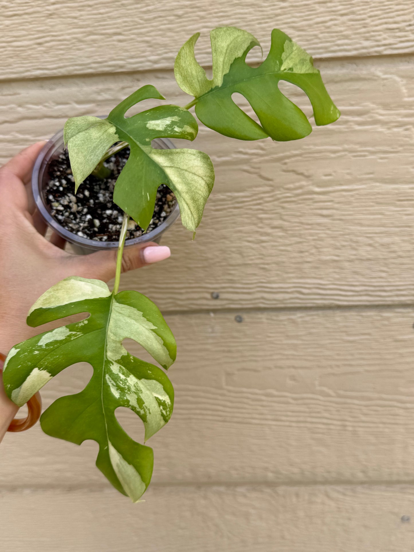 Rhaphidophora Tetrasperma Variegated