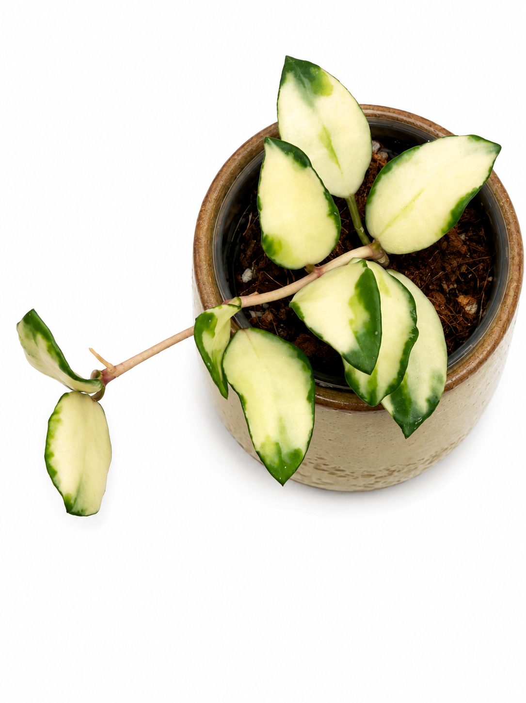 Hoya Lacunosa Minara Variegated