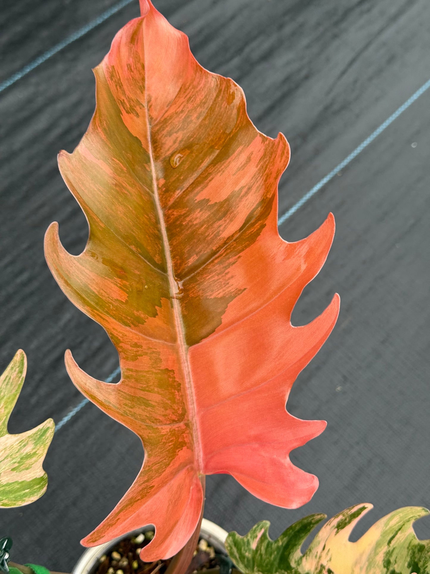 Philodendron Caramel Marble