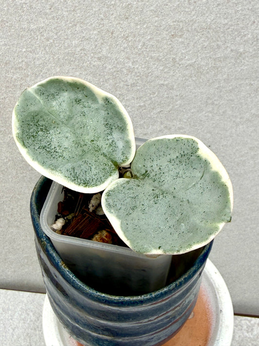 Hoya Argentea Picta