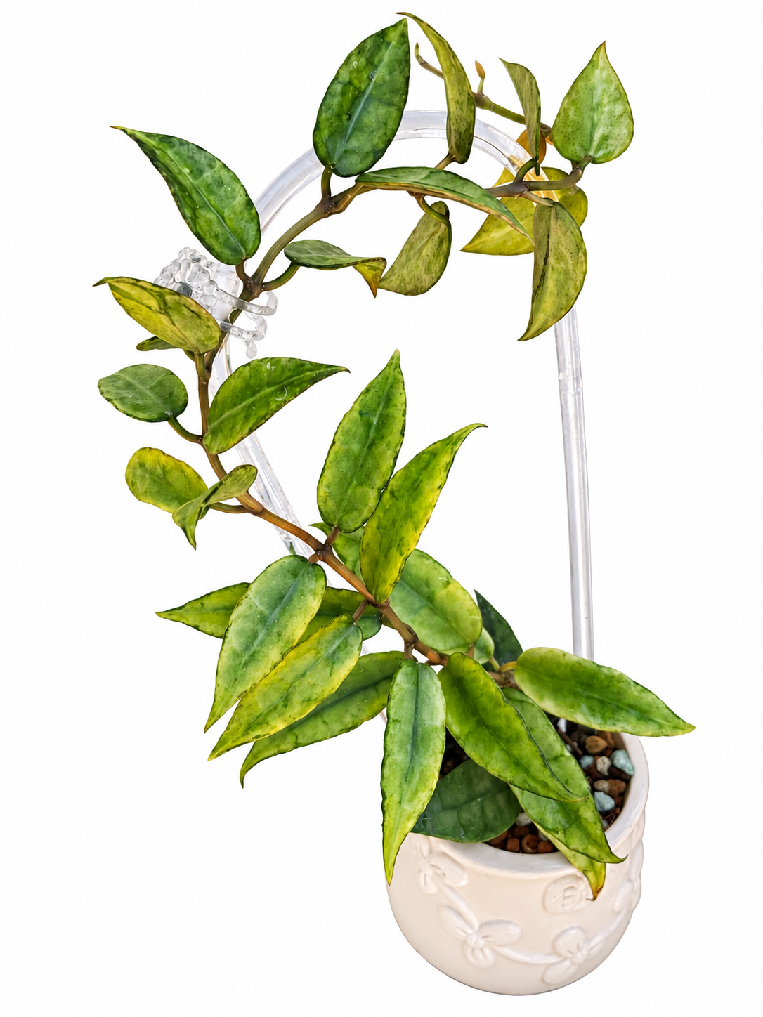 Hoya Lacunosa Galaxy | Rare Variegated Hoya Cutting