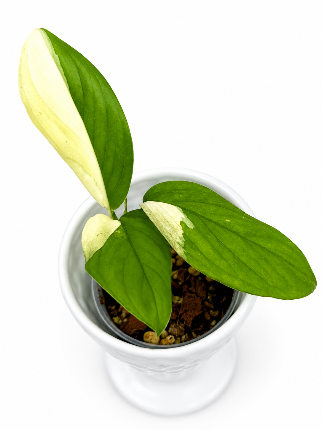 Monstera Acacoyaguensis Variegated