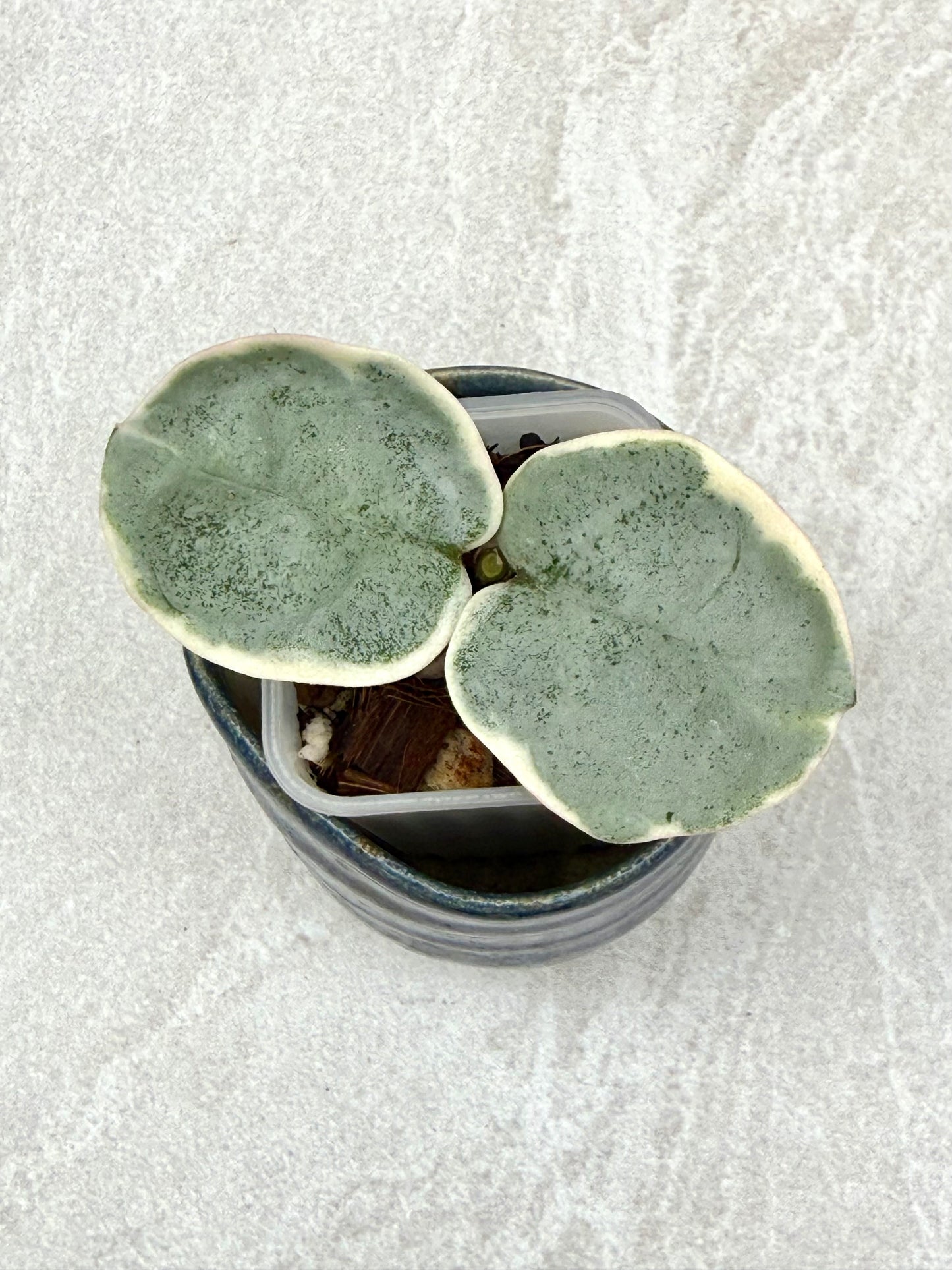 Hoya Argentea Picta