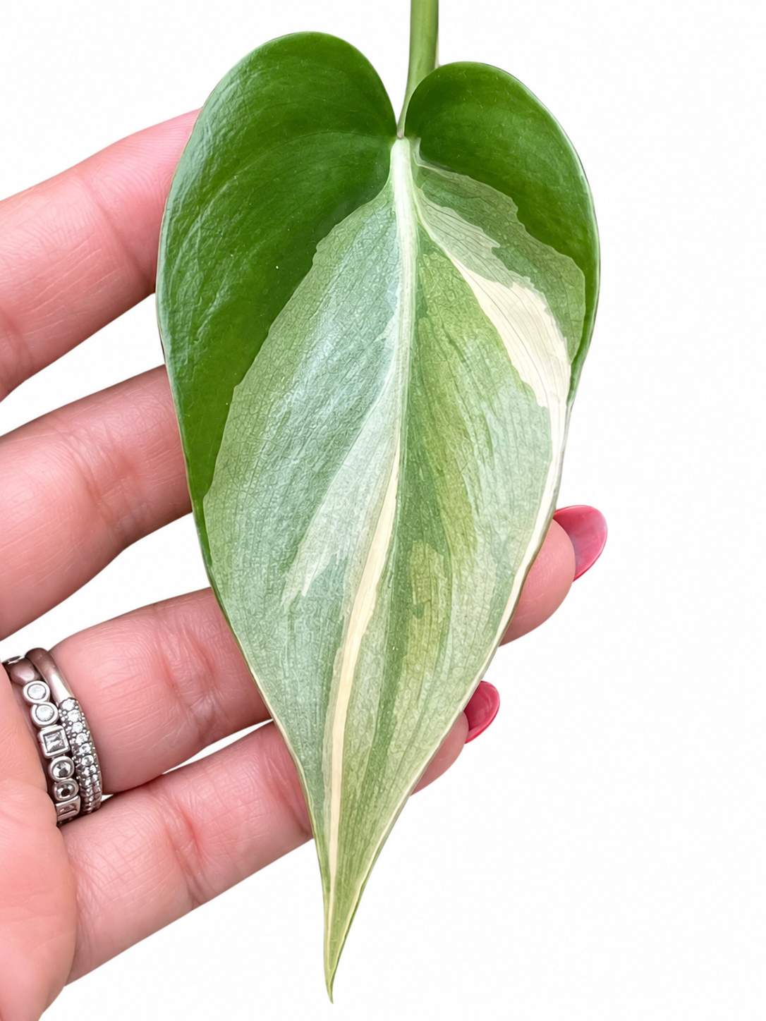Philodendron hederaceum ‘Rio’ – 1 Node, 1 Leaf UNROOTED Cutting