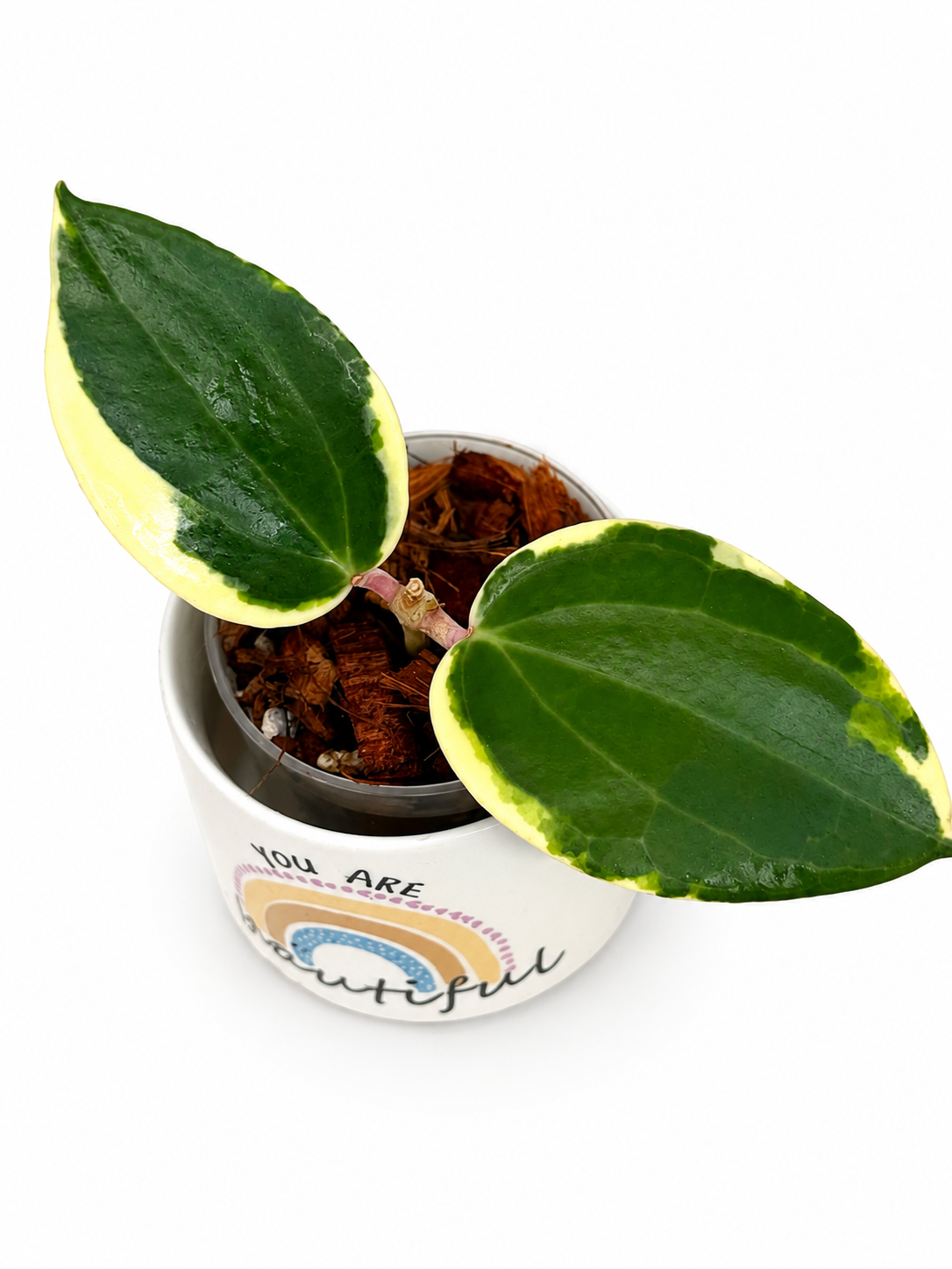 Hoya Latifolia Albo Round Form Variegated