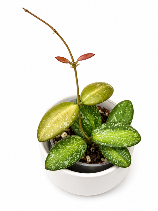 Hoya VL9 variegated