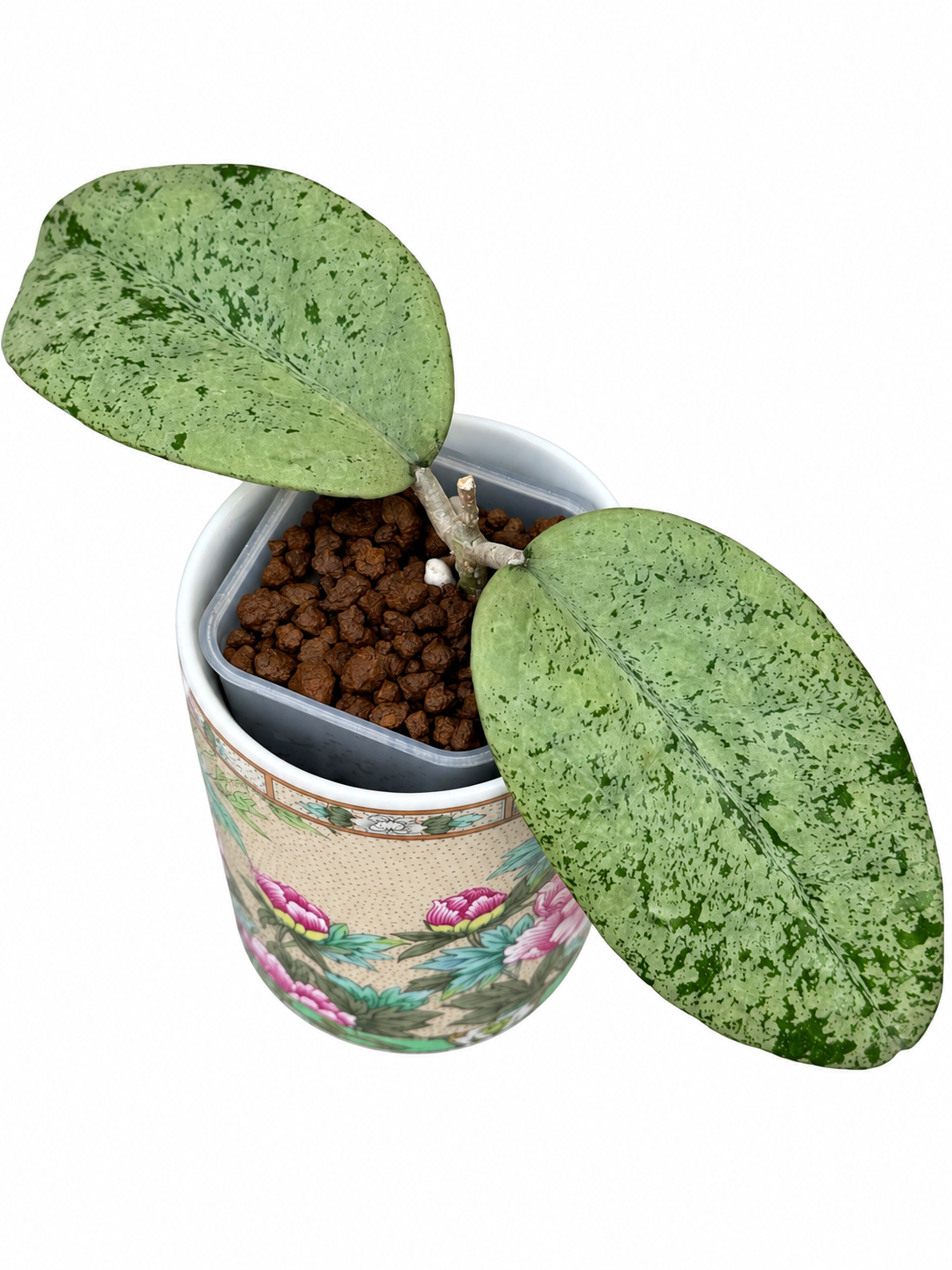 Hoya Ponorogo Silver – Rare Hoya Exact Rooted Plant