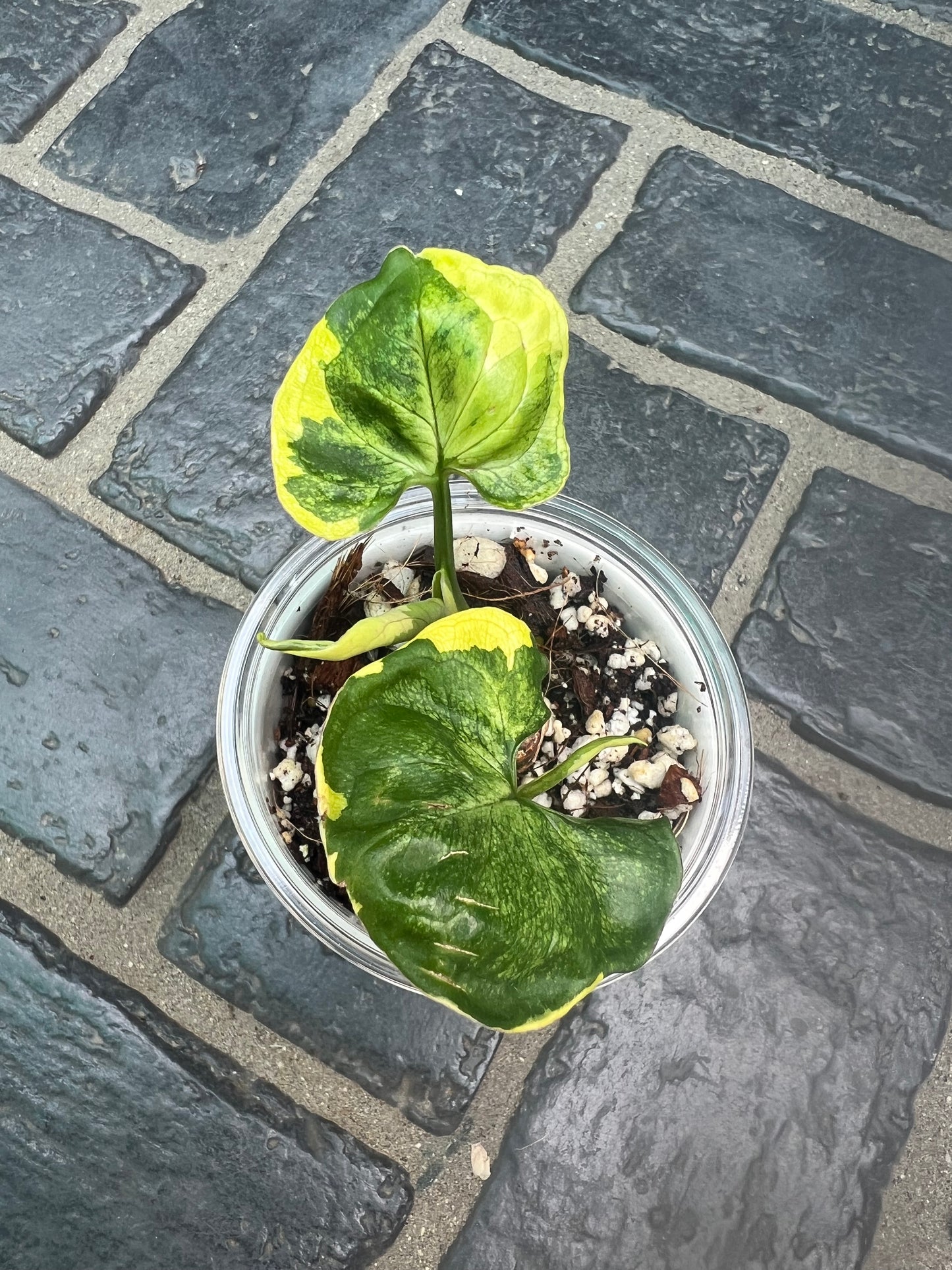 Syngonium Orm Thong/ Mango Allusion Variegated