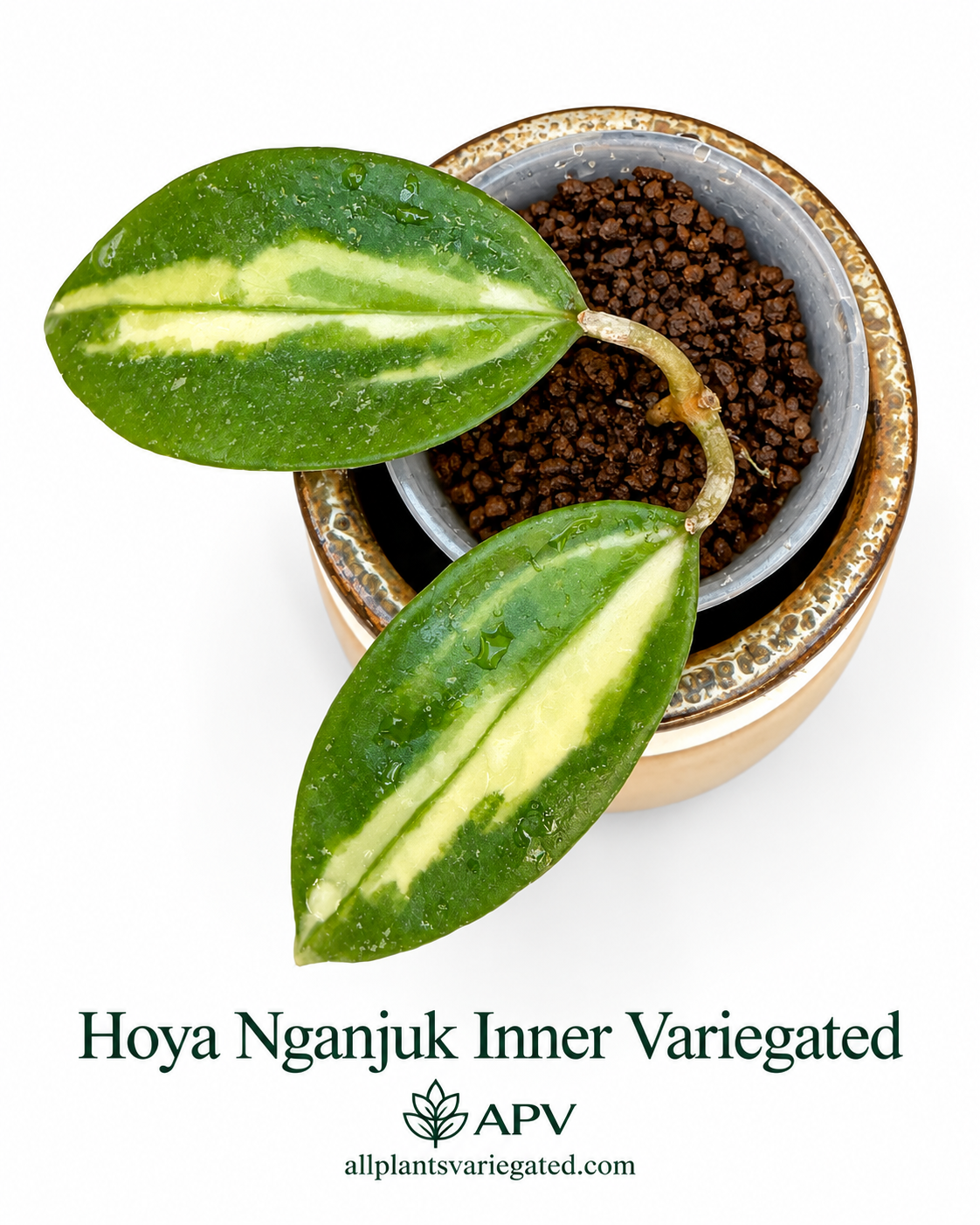 Rare Variegated Hoya 4-Plant Combo – Kirana Silver, Nganjuk Inner Variegated, Lyi ‘Prism’ & Argentea Princess | Rooted Plants