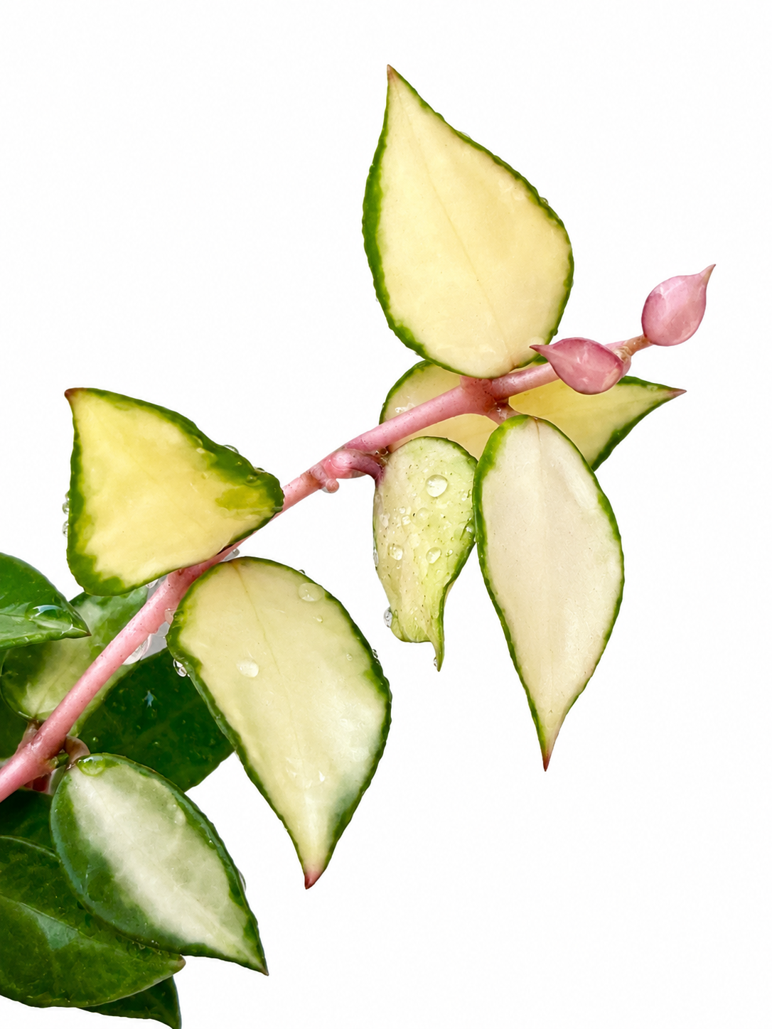 Hoya Lacunosa Souma Variegated unrooted cutting (grower’s choice - 1 node, 2 leaves)