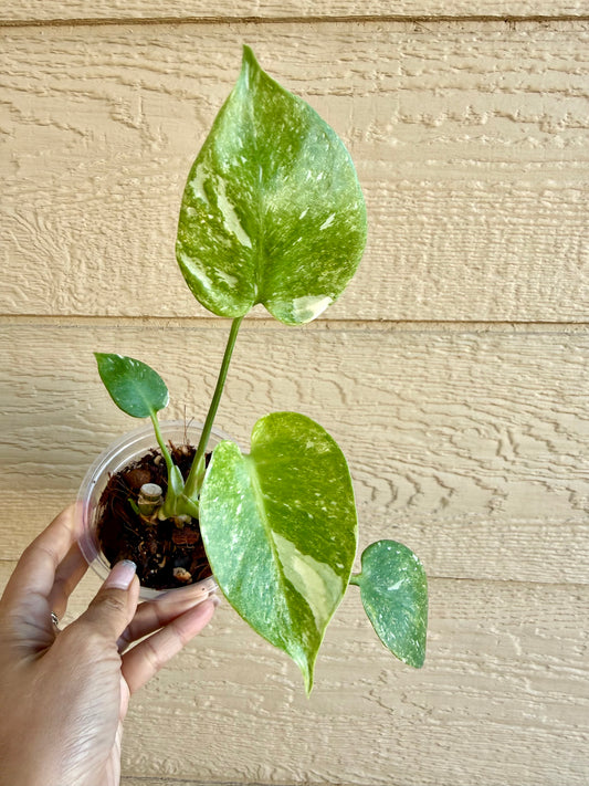 Monstera Thai Constellation ‘Platinum’