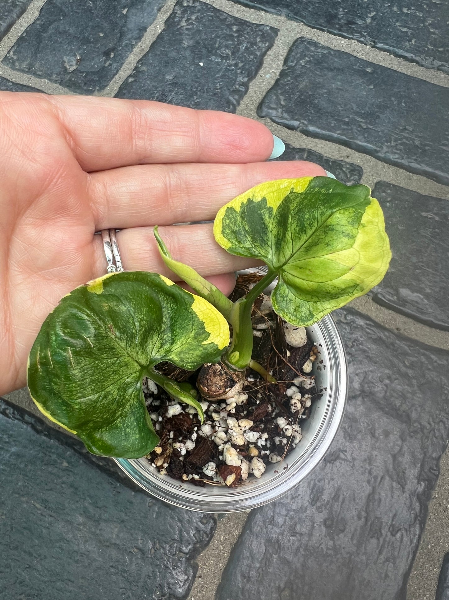 Syngonium Orm Thong/ Mango Allusion Variegated