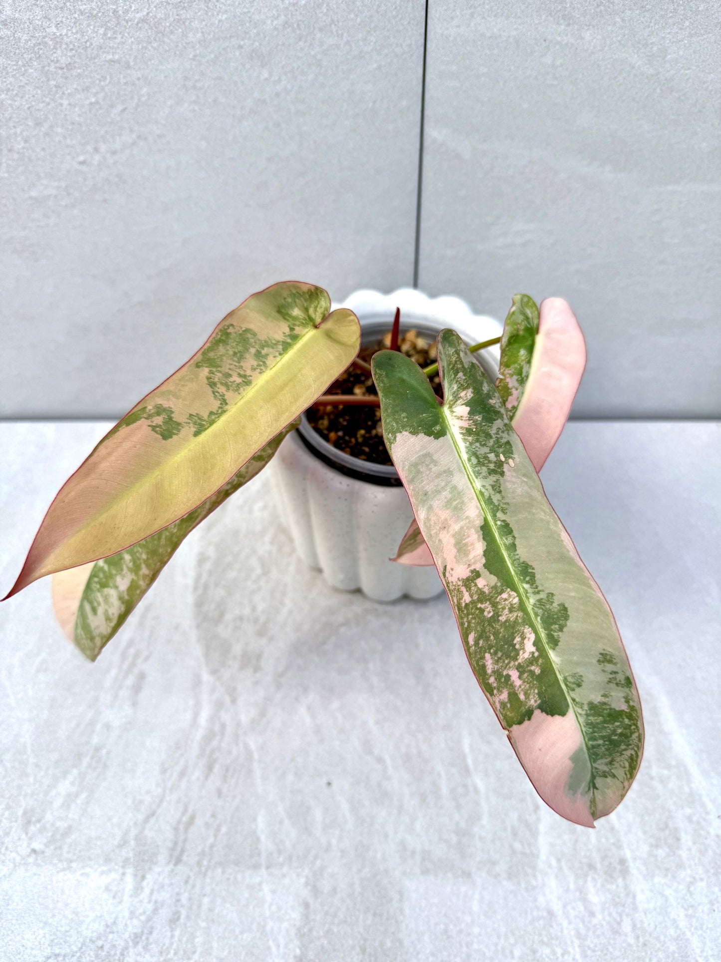 Philodendron Atabapoense Pink Variegated