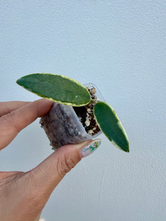 Hoya Lyi Prism variegated