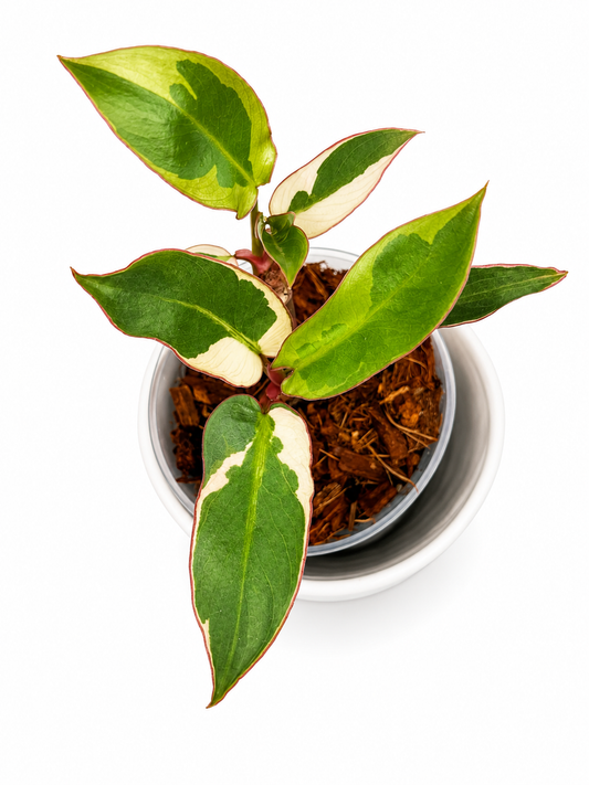 Philodendron Atabapoense Variegated