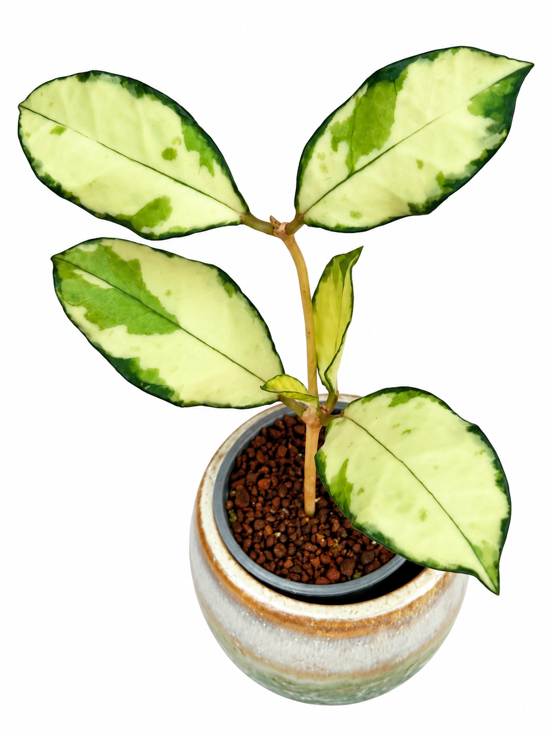 Hoya Crassipetiolata Variegated – Rare Hoya Exact Rooted Plant
