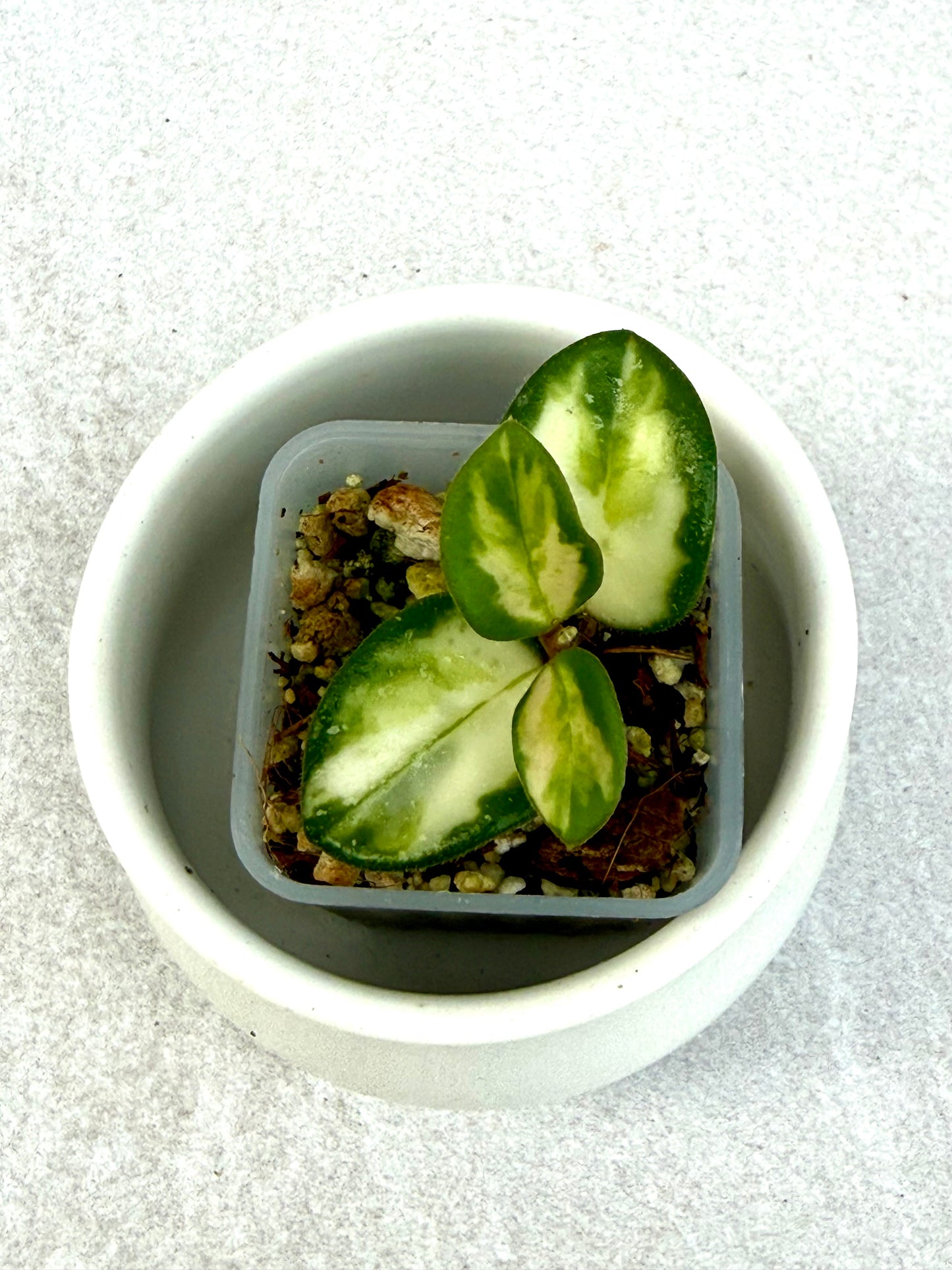 Hoya Mathilde Variegated