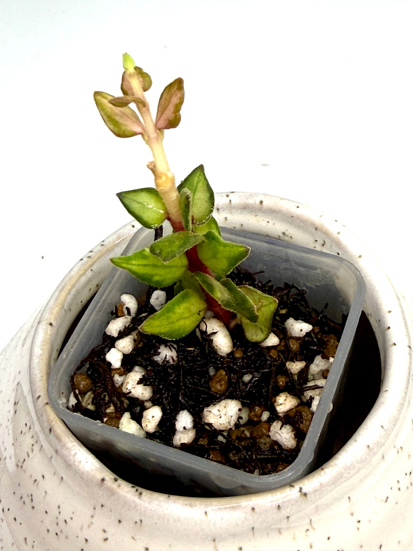 Hoya Chinghungenesis variegated