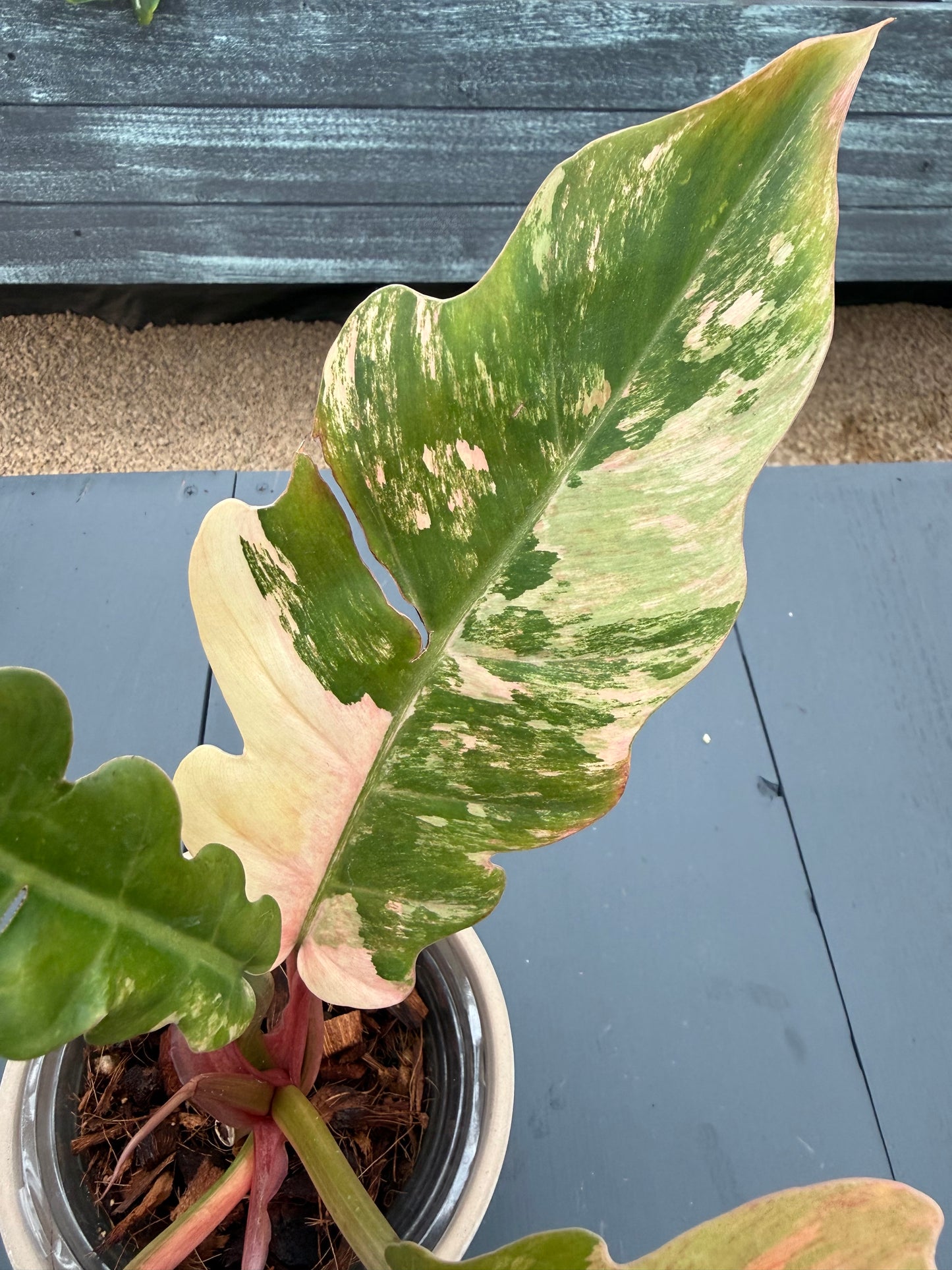 Philodendron Caramel Marble